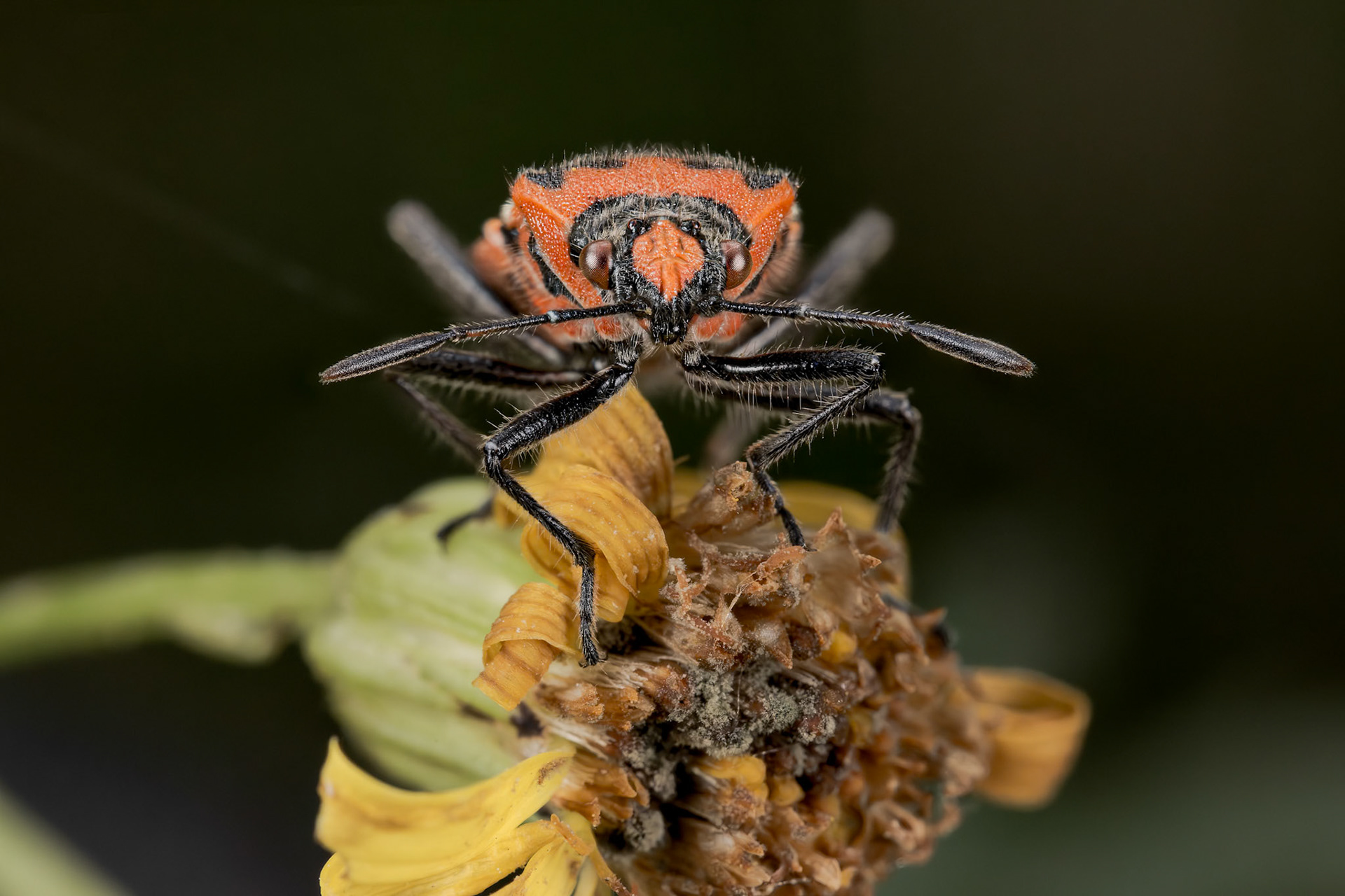 Cinnamon Bug (Corizus hyoscyami)