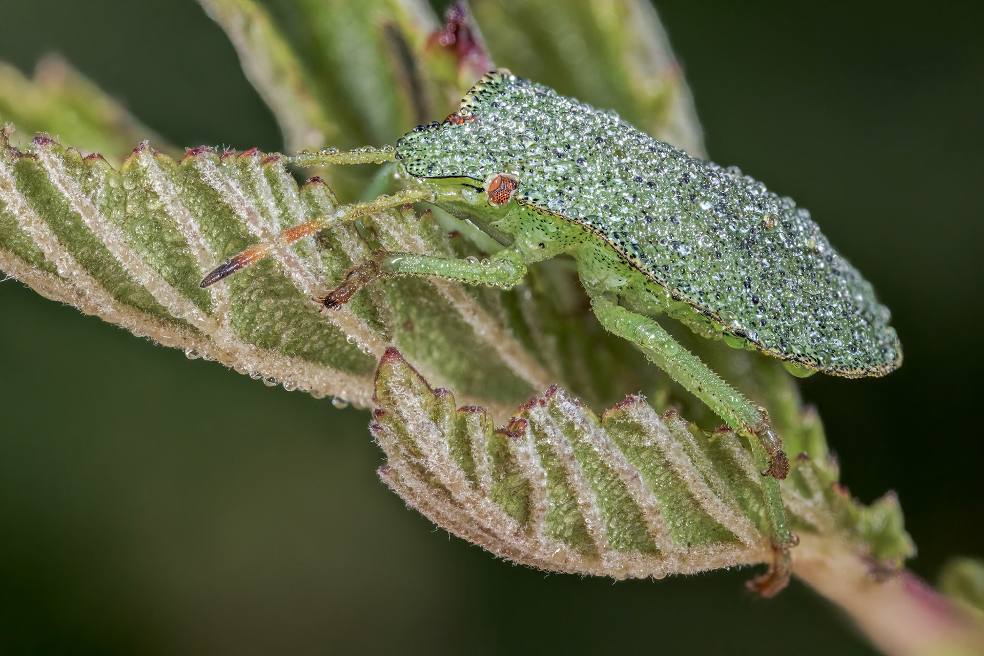 Geen Shieldbug Nymph (Palomena prasina)