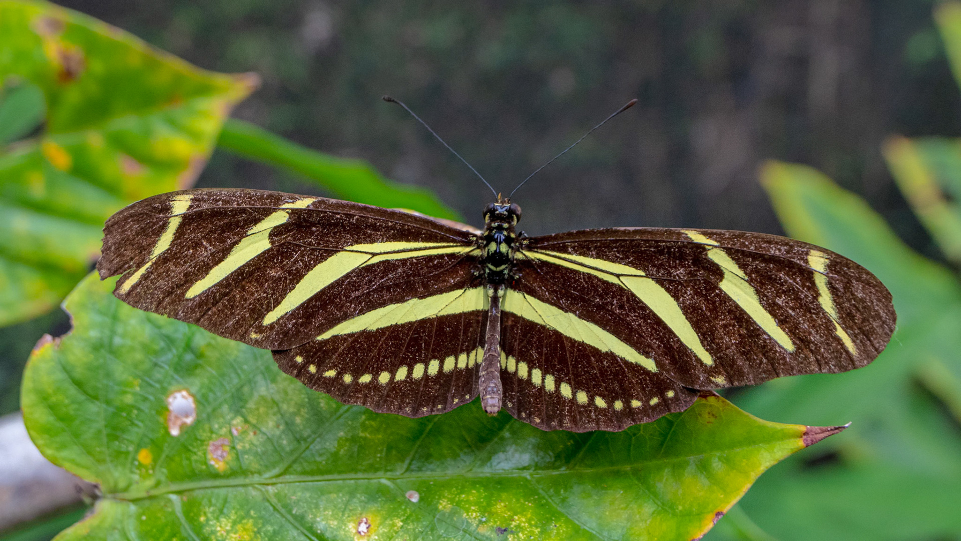 Heliconius chavitonius