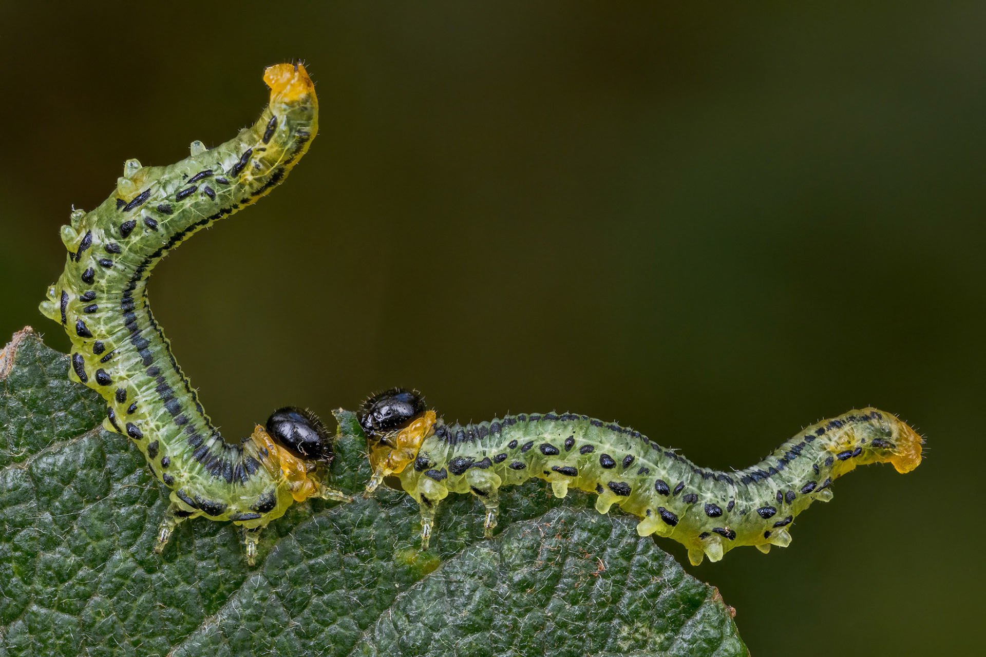 Two Hazel Sawfly Larva
