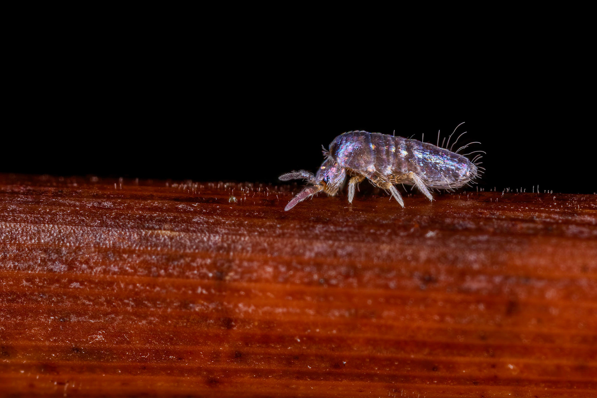 Springtail (Lepidocyrtus cyaneus)