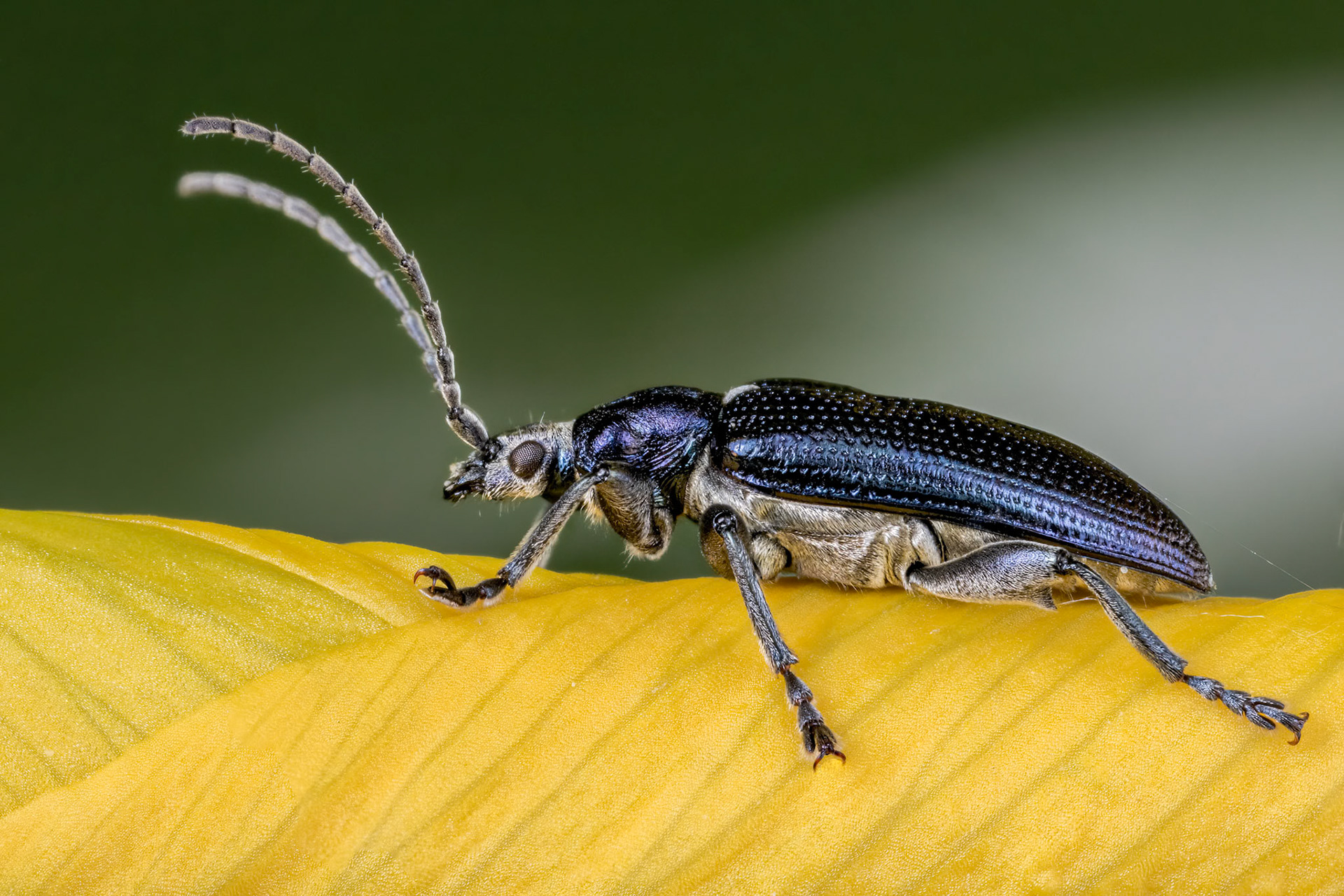 Leaf Beetle (Plateumaris sericea)
