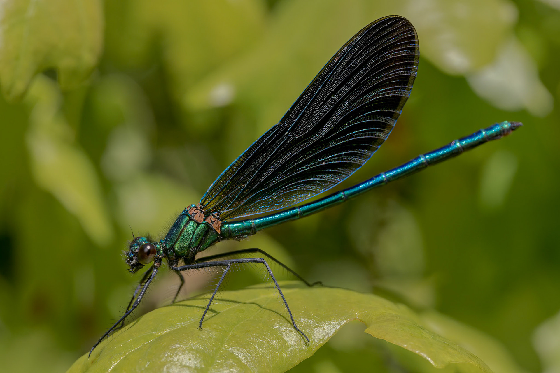 Beautiful Demoiselle