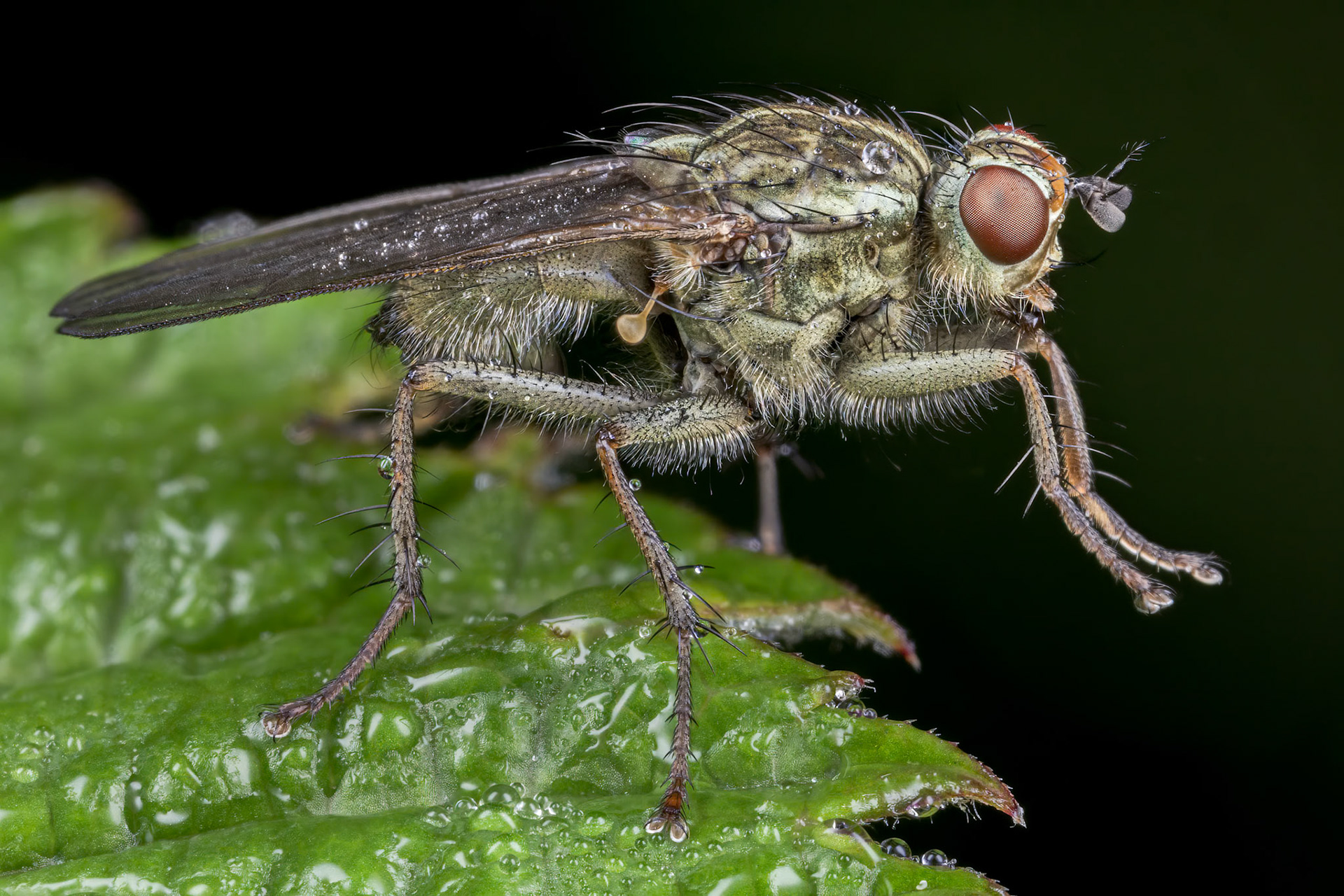 Scathophaga stercoraria - Yellow Dung Fly