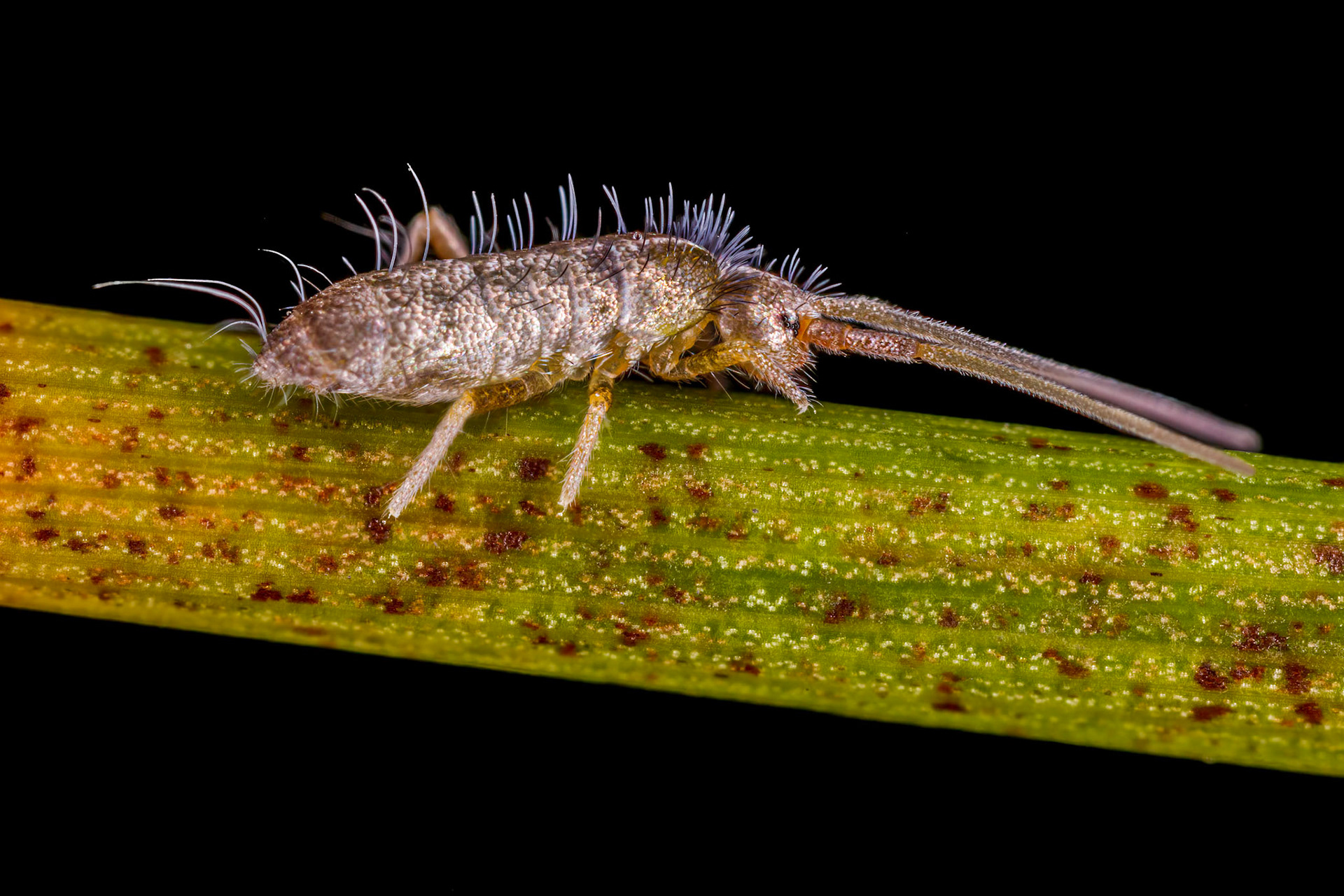 Springtail (Tomoceridae)