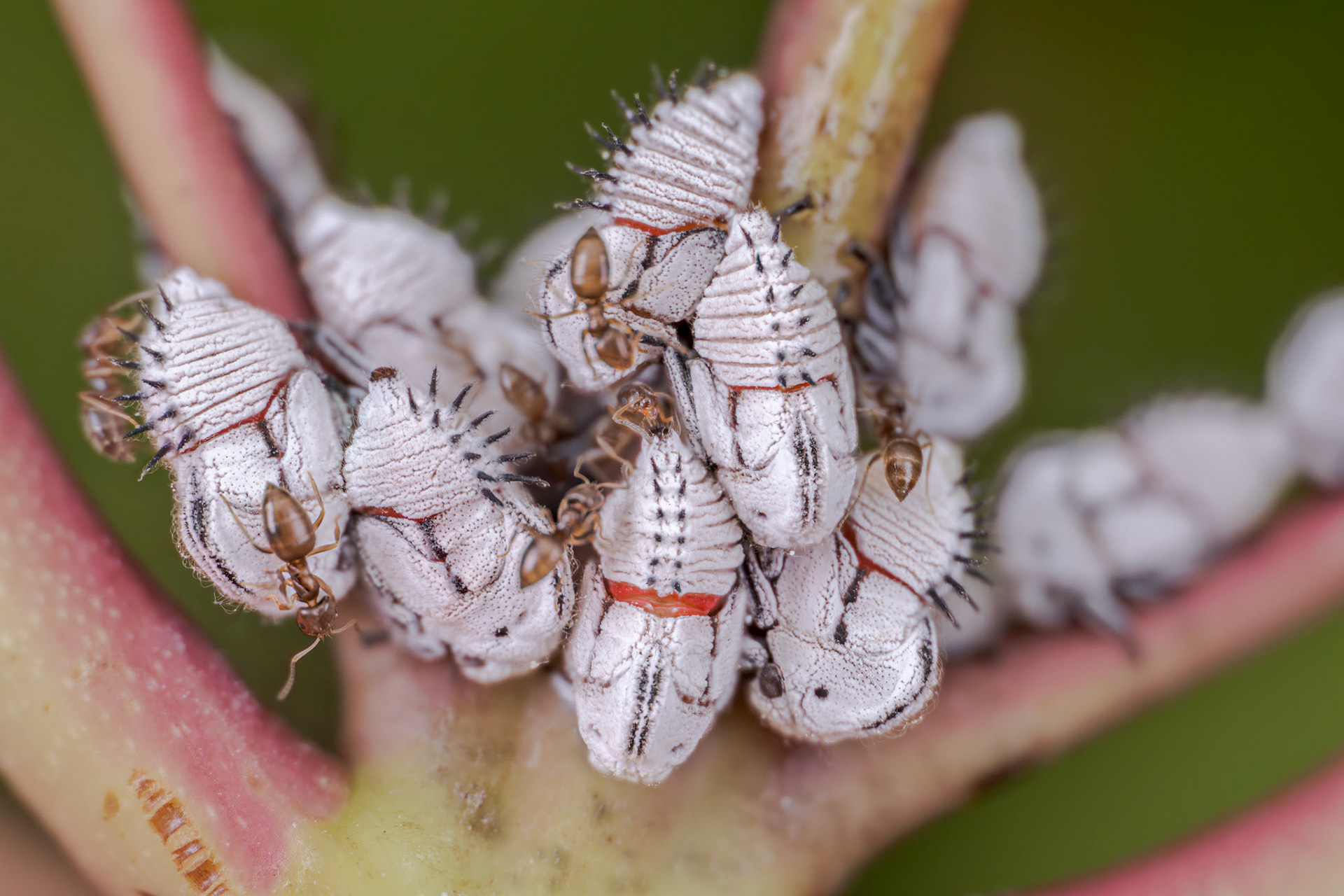Mexican Treehopper Nymph (Membracis mexicana)