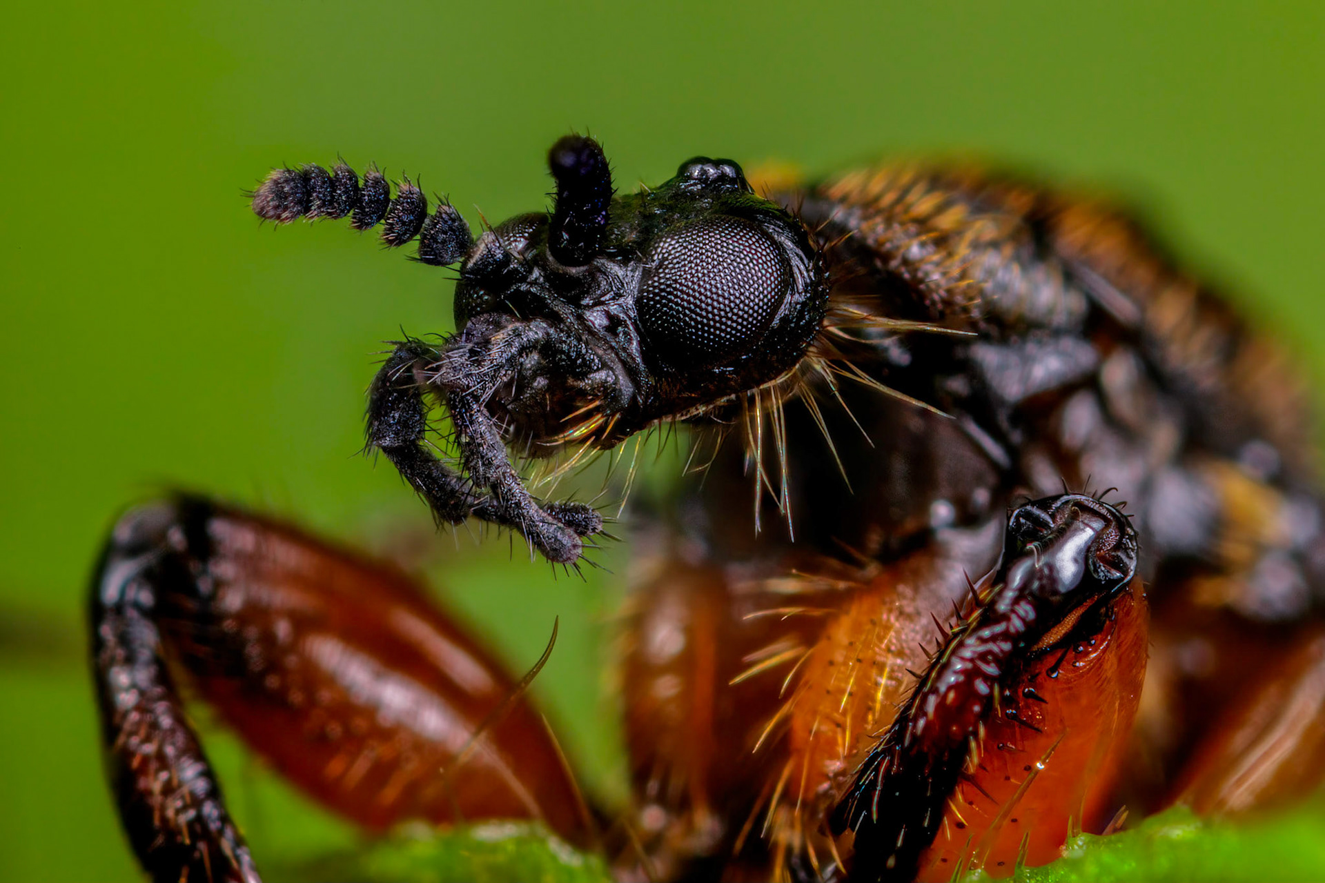 Photo Stack: 11Crop: 2x3Magnification: 10x