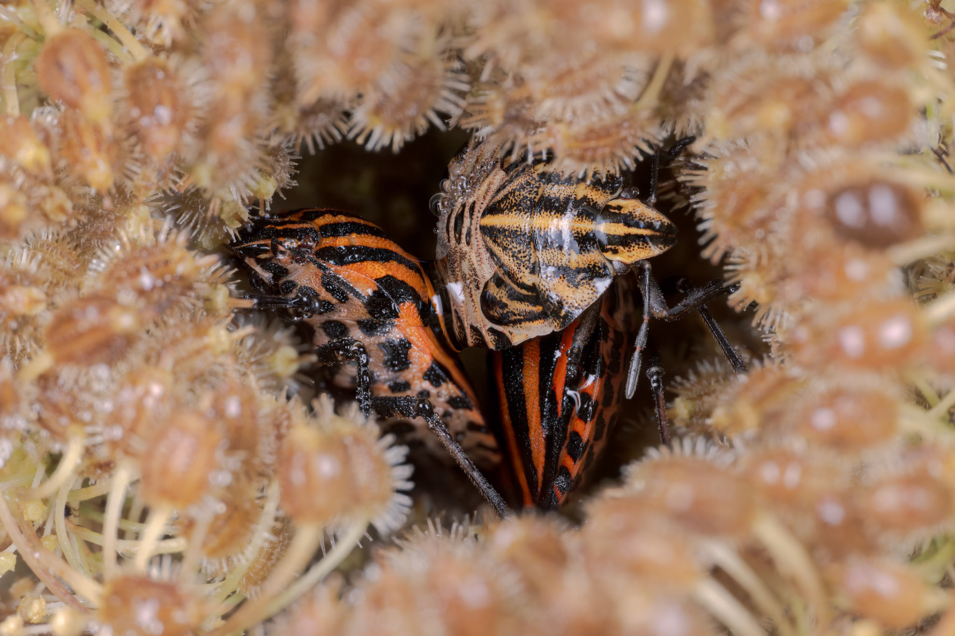 European Striped Shield Bug (Graphosoma italicum)