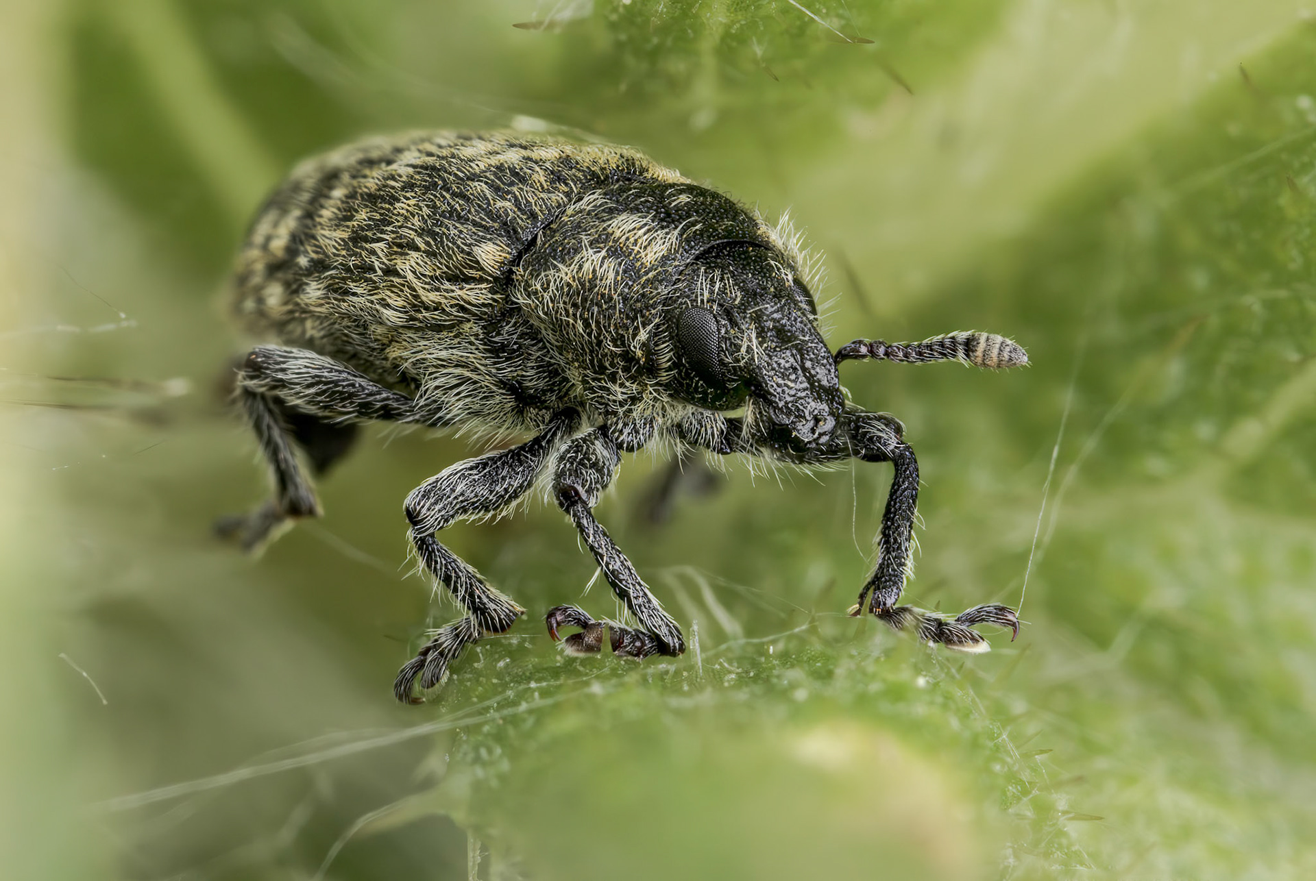 Thistle Head Weevil (Rhinocyllus conicus)