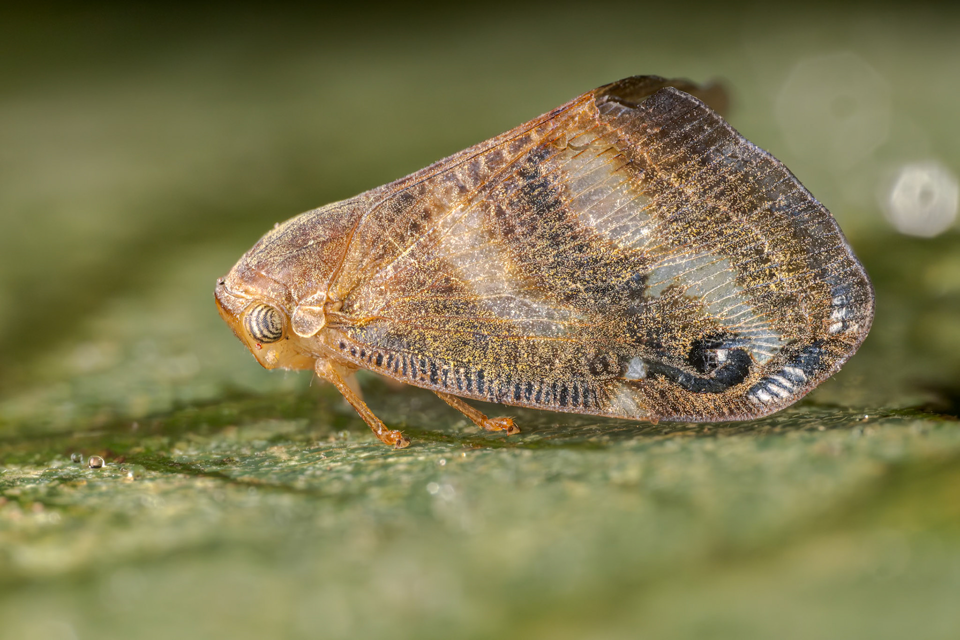 Ricaniid Planthopper (Orosanga japonicus)