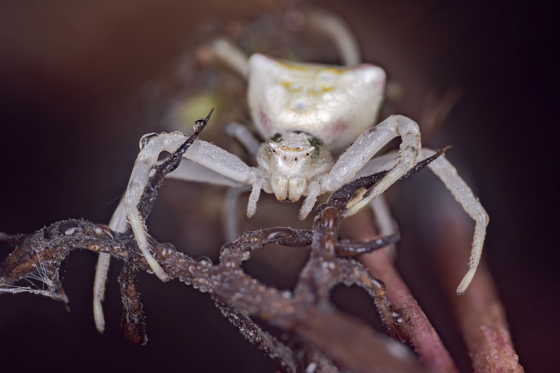 Pink Crab Spider (Thomisus onustus)