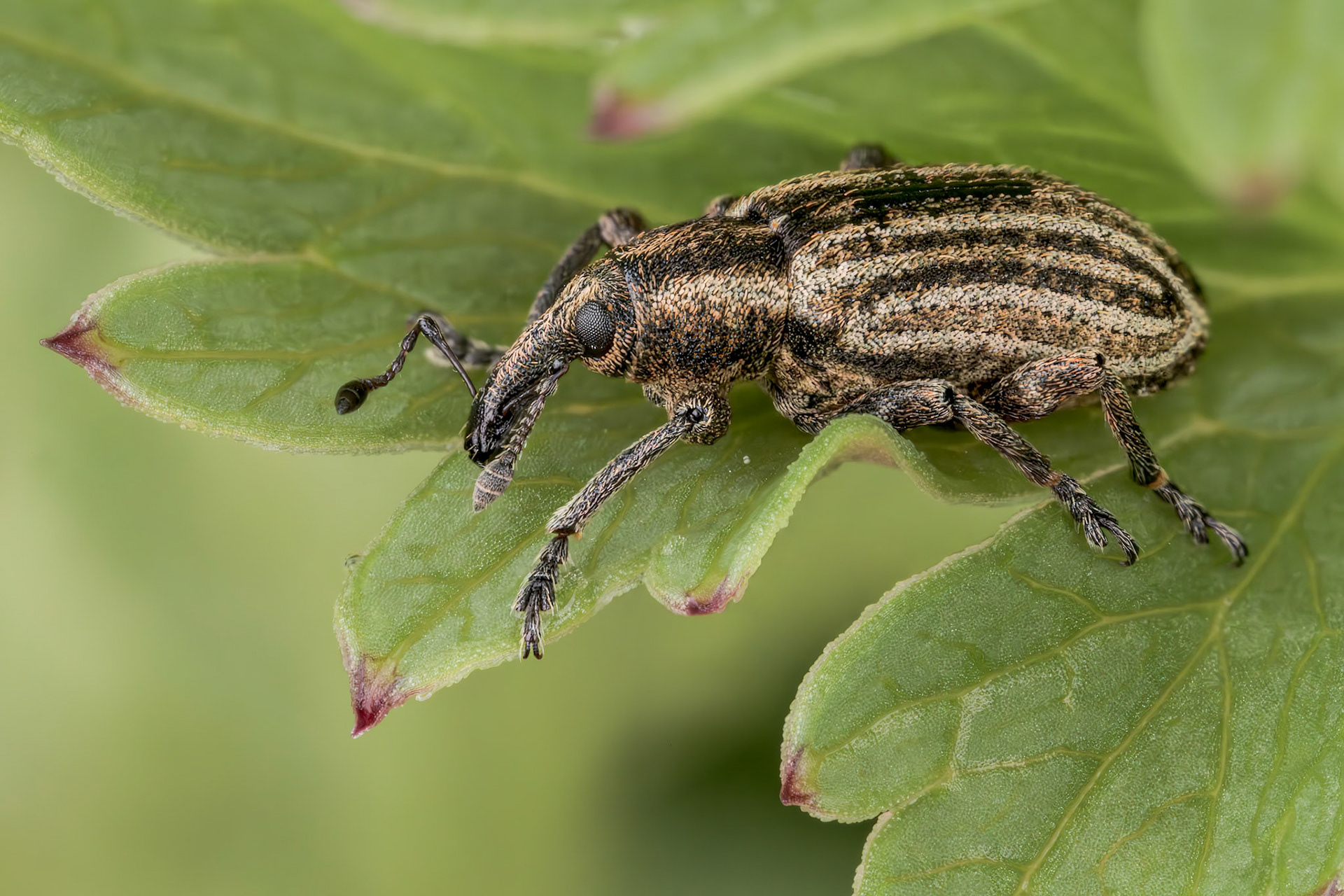 Typical Weevil (Hypera arator)