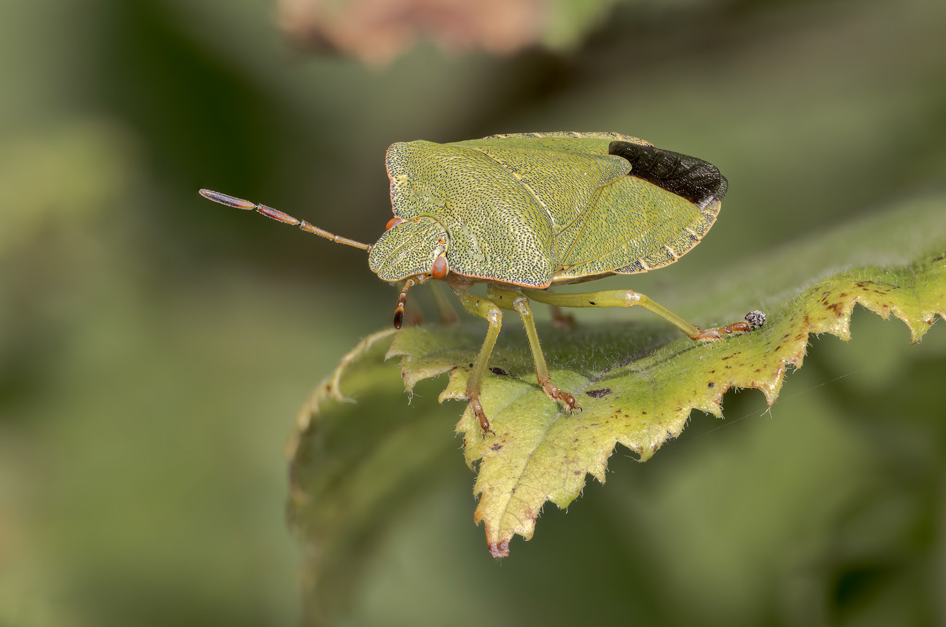 Green shield bug (Palomena prasina)