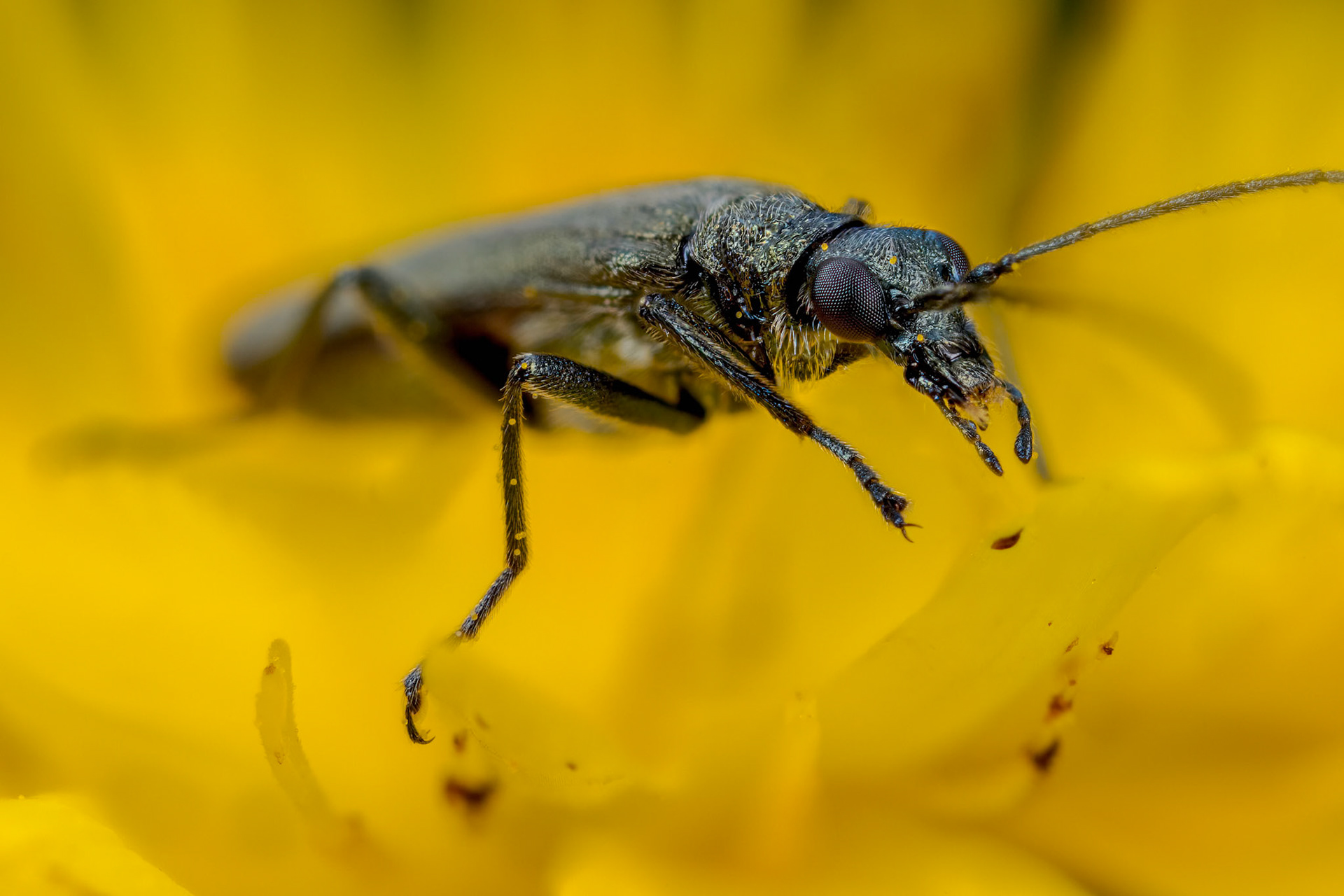 False blister beetle (Oedemera lurida)