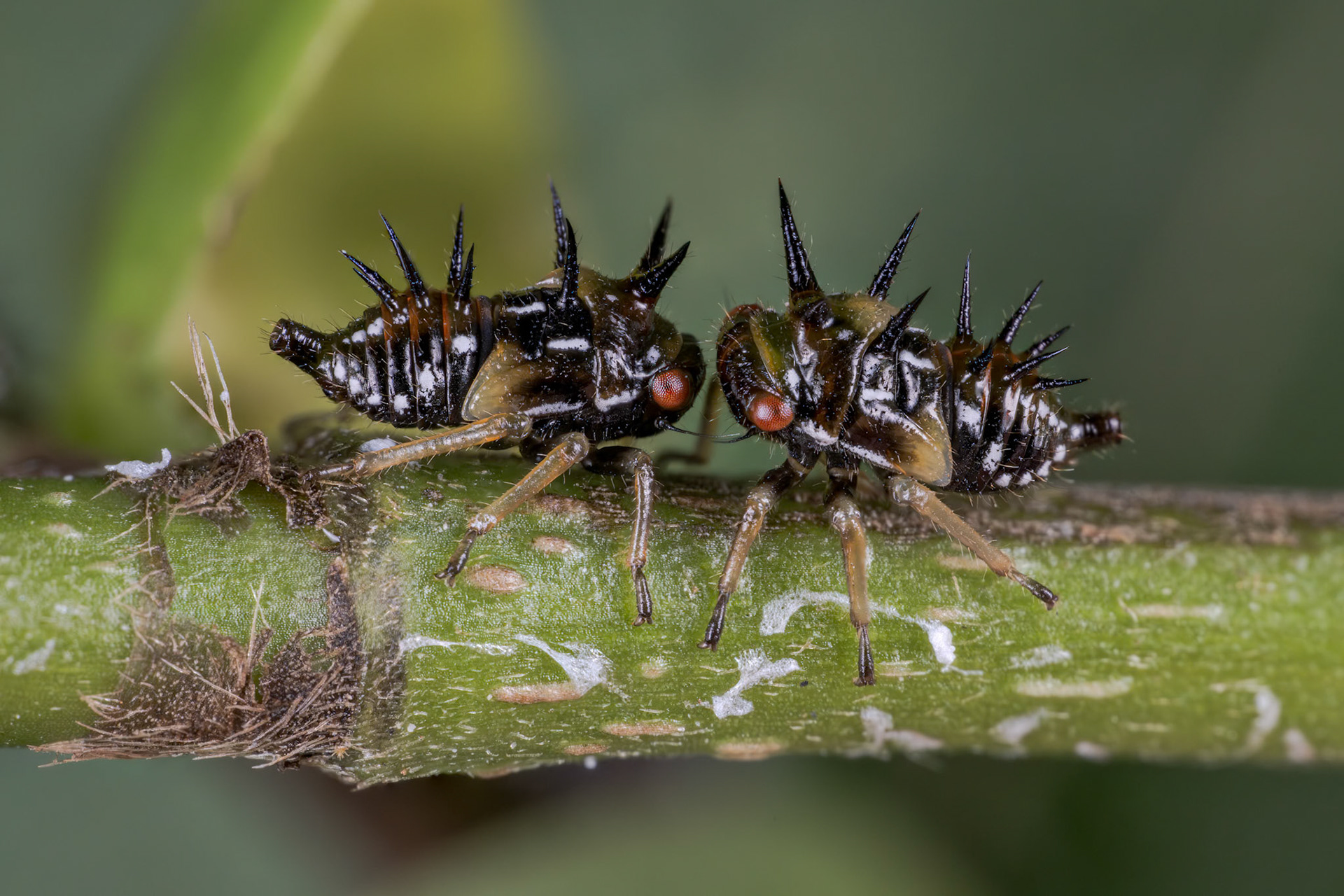 Typical Treehopper Nymph (Calloconophora)