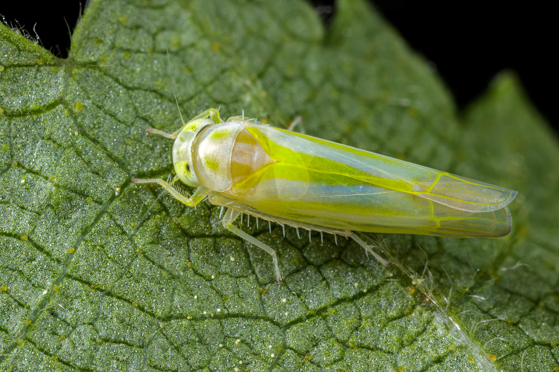 Leafhopper (Alebra wahlbergi)