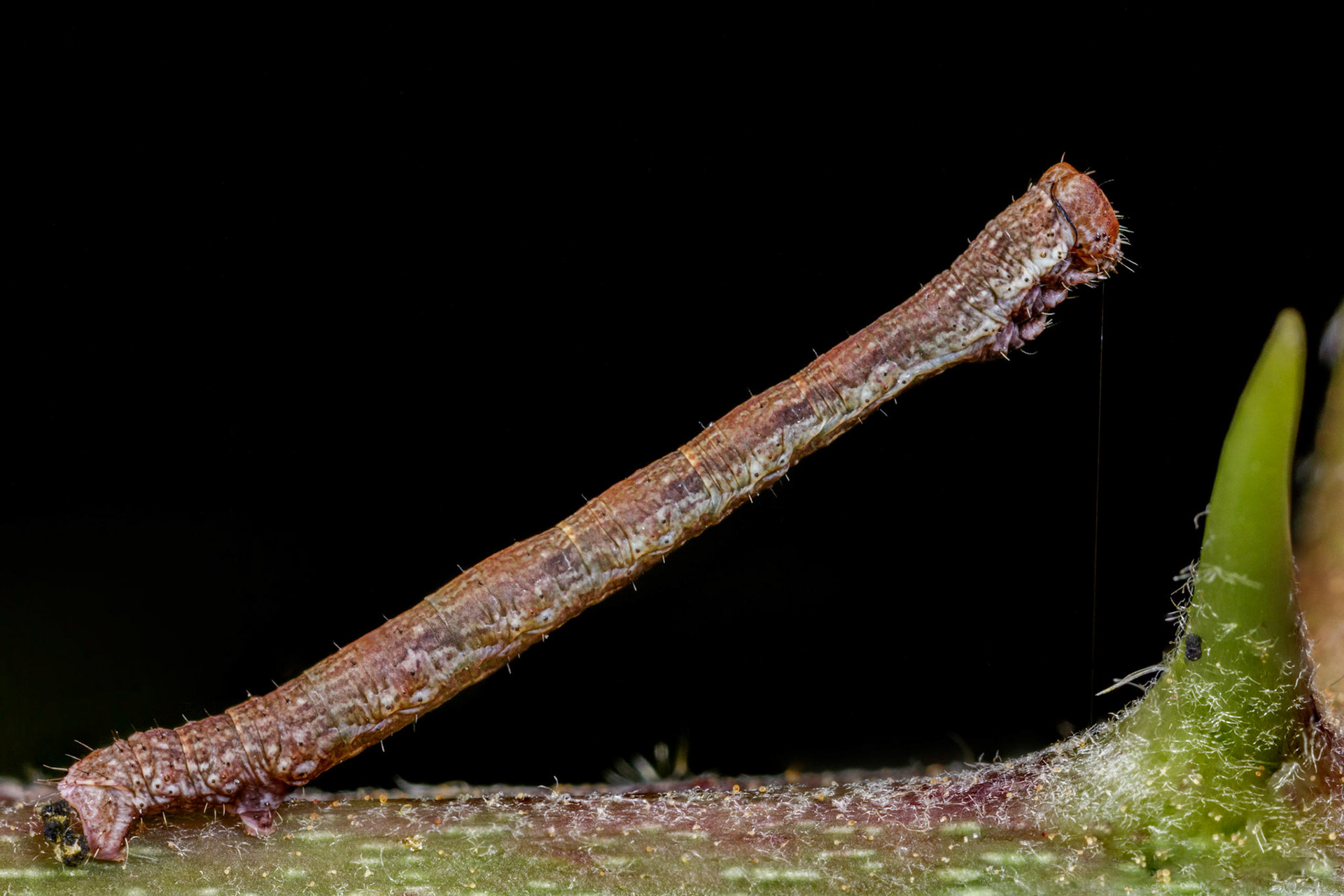Geometer Moth Caterpillar (Geometridae)