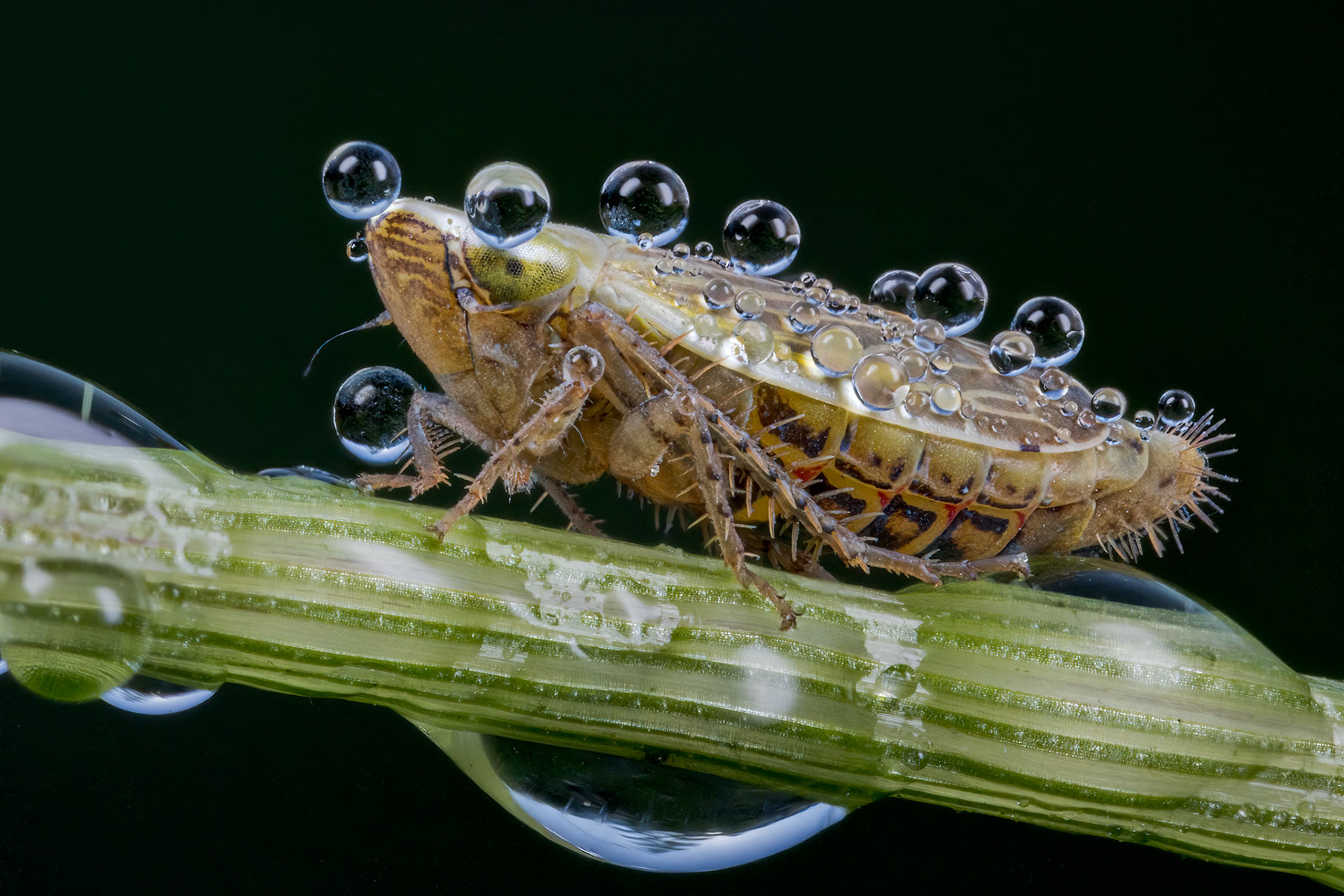 Eyed Leafhopper (Adarrrus ocellaris)
