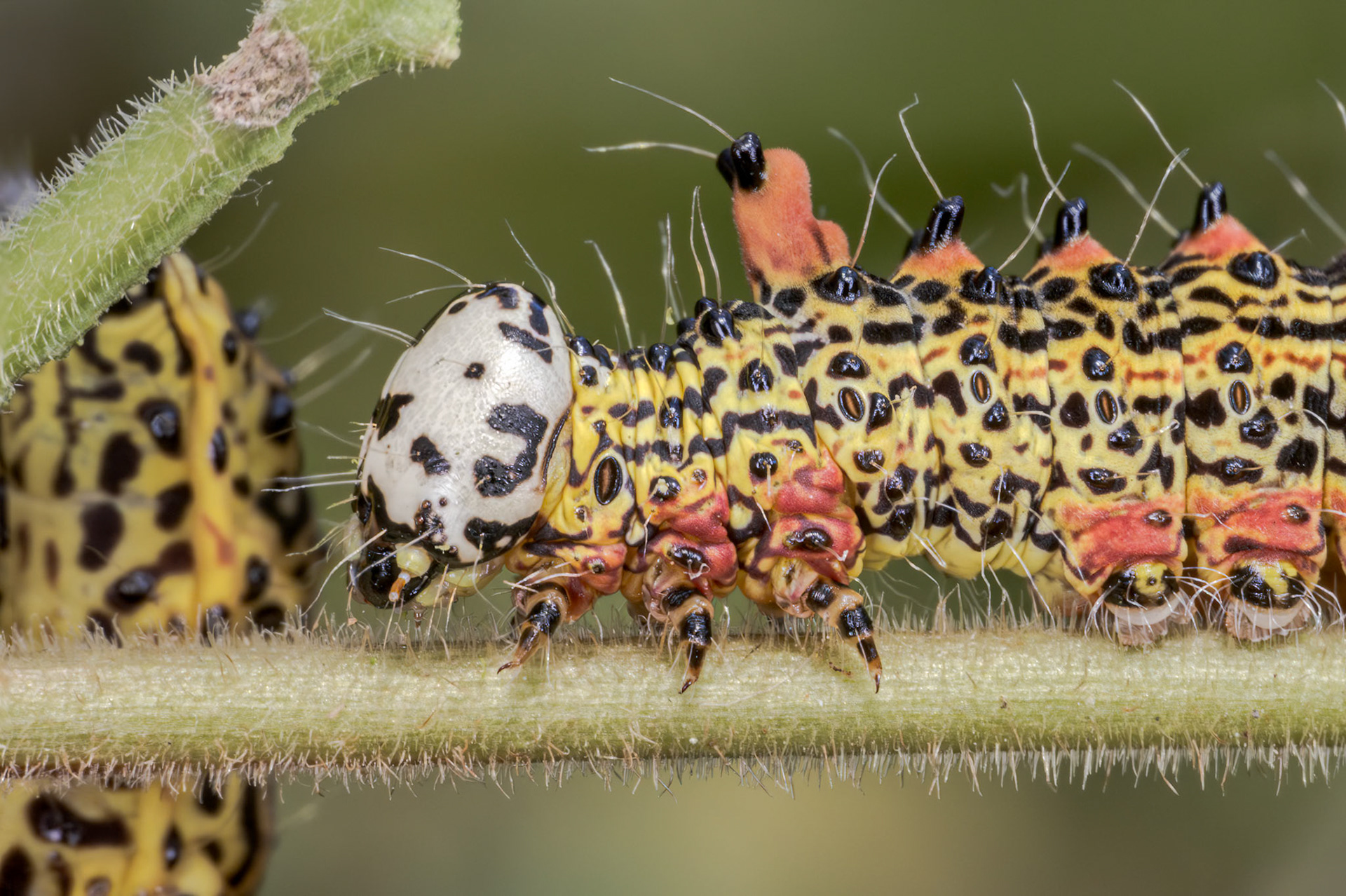Red-humped Caterpillar Moth (Oedemasia concinna)