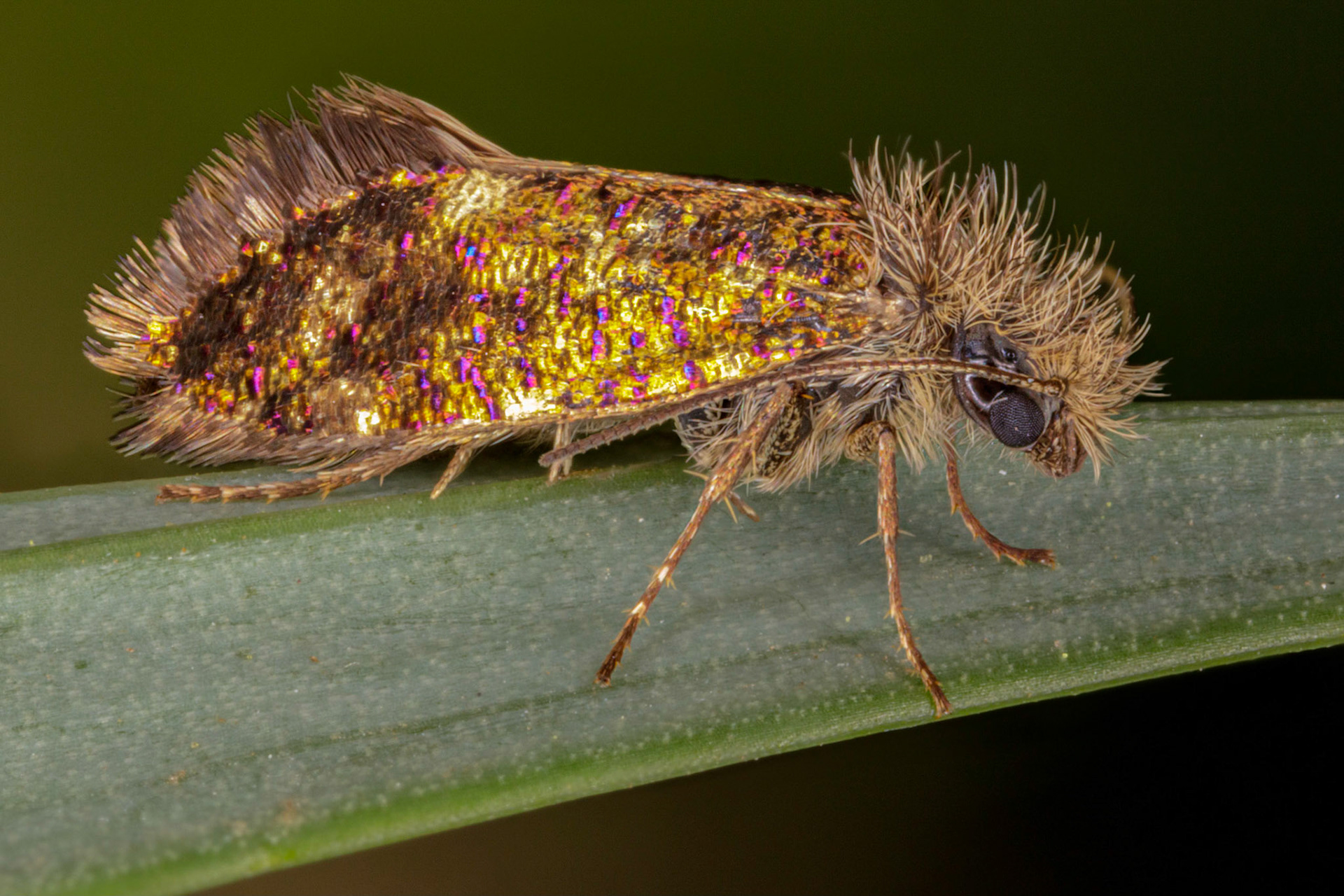 Common Oak Purple (Dyseriocrania subpurpurella)