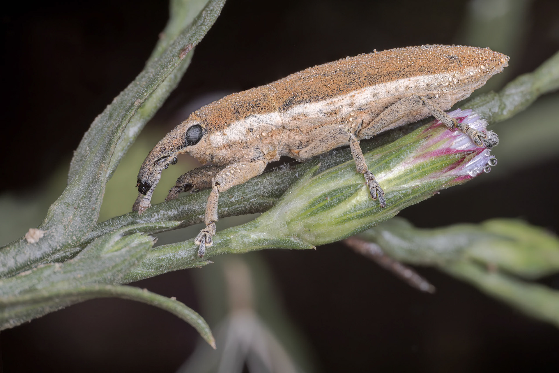 True Weevil (Lixus scabricollis)