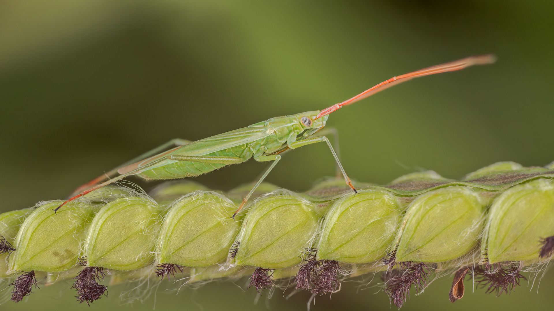 Rice Leaf Bug (Trigonotylus caelestialium)
