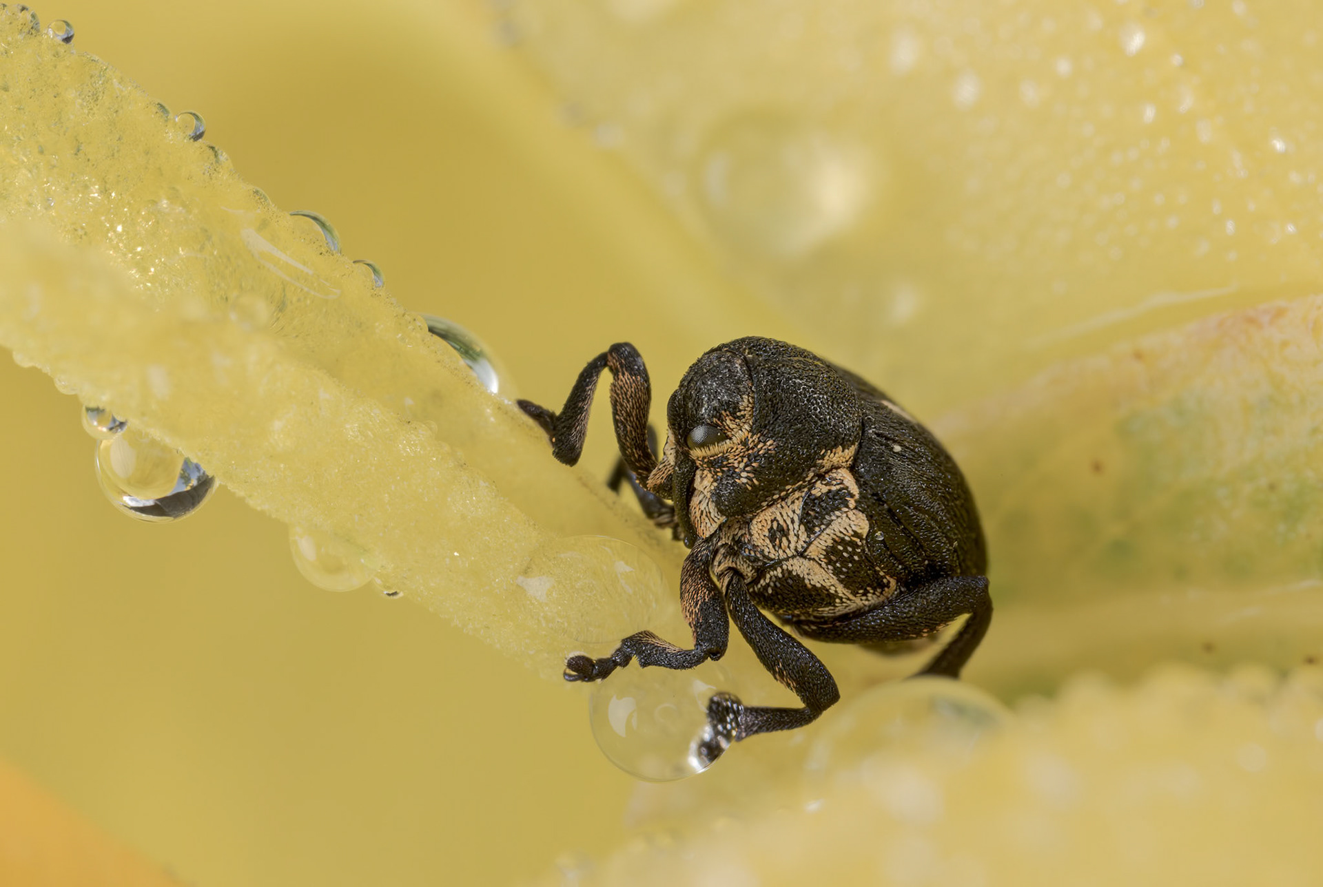 Iris Weevil (Mononychus punctumalbum)