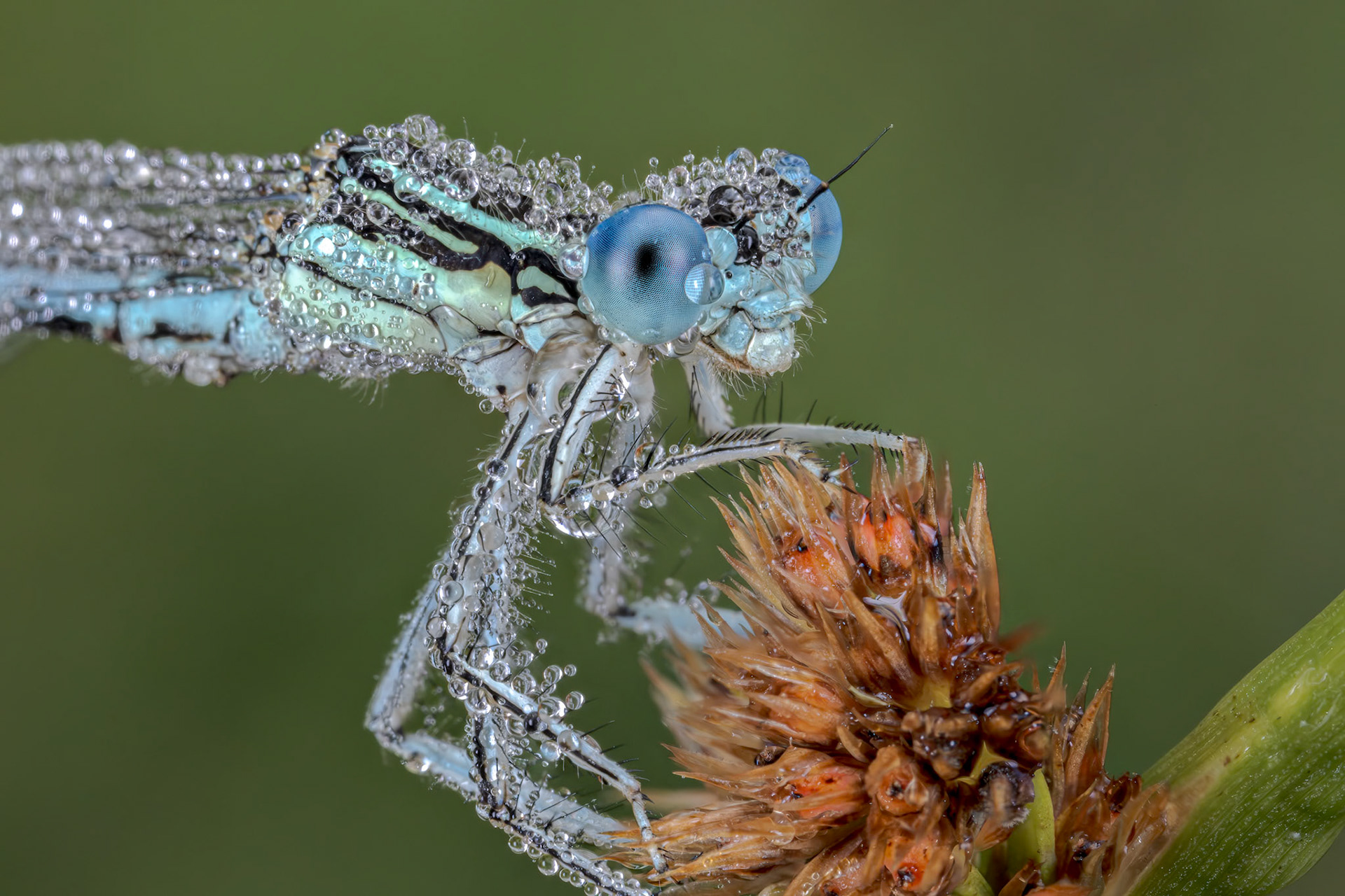 White-legged Damselfly (Platycnemis pennipes)