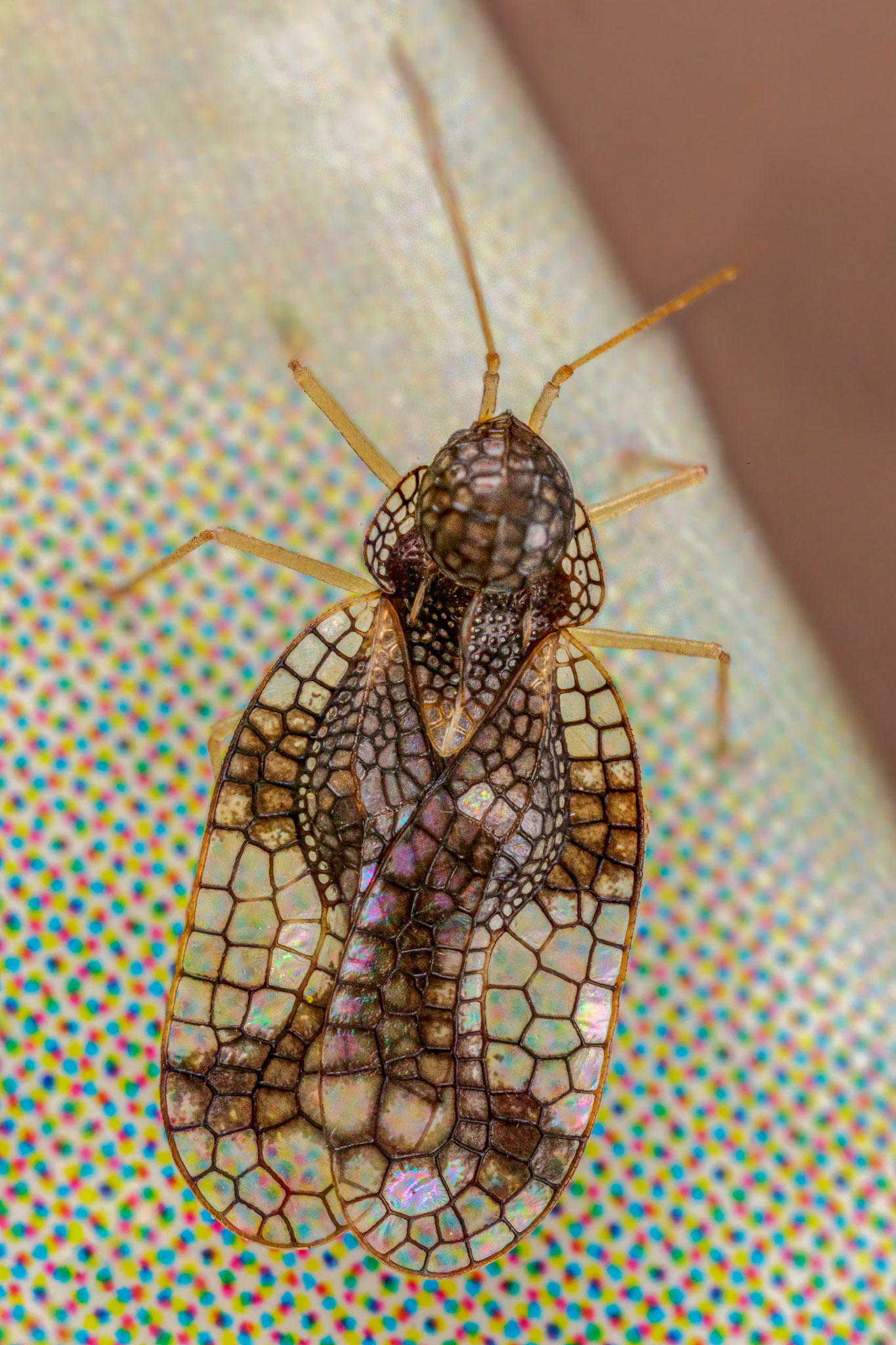 Andromeda Lacebug (Stephanitis takeyai)