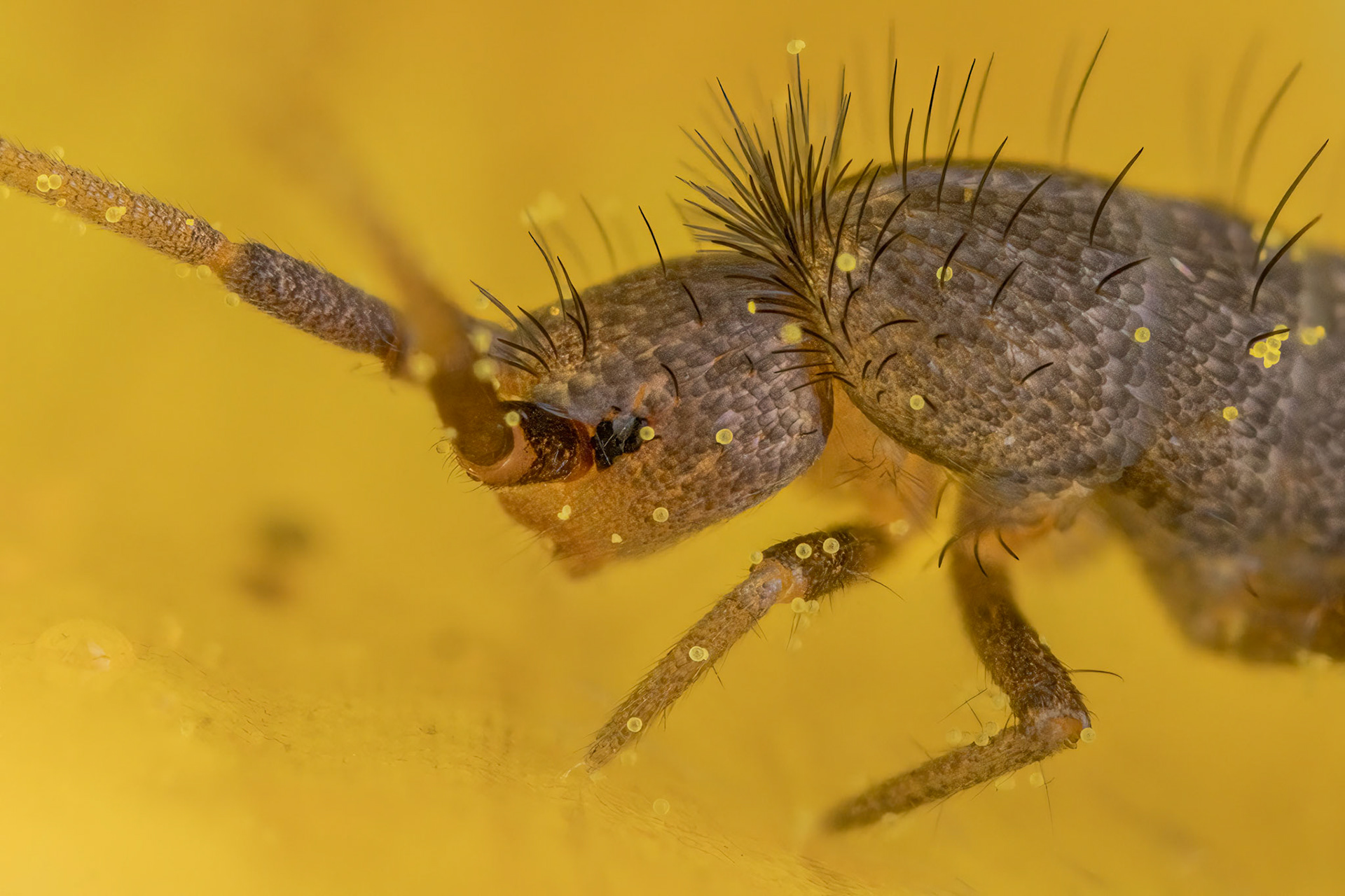 Pogonognathellus longicornis