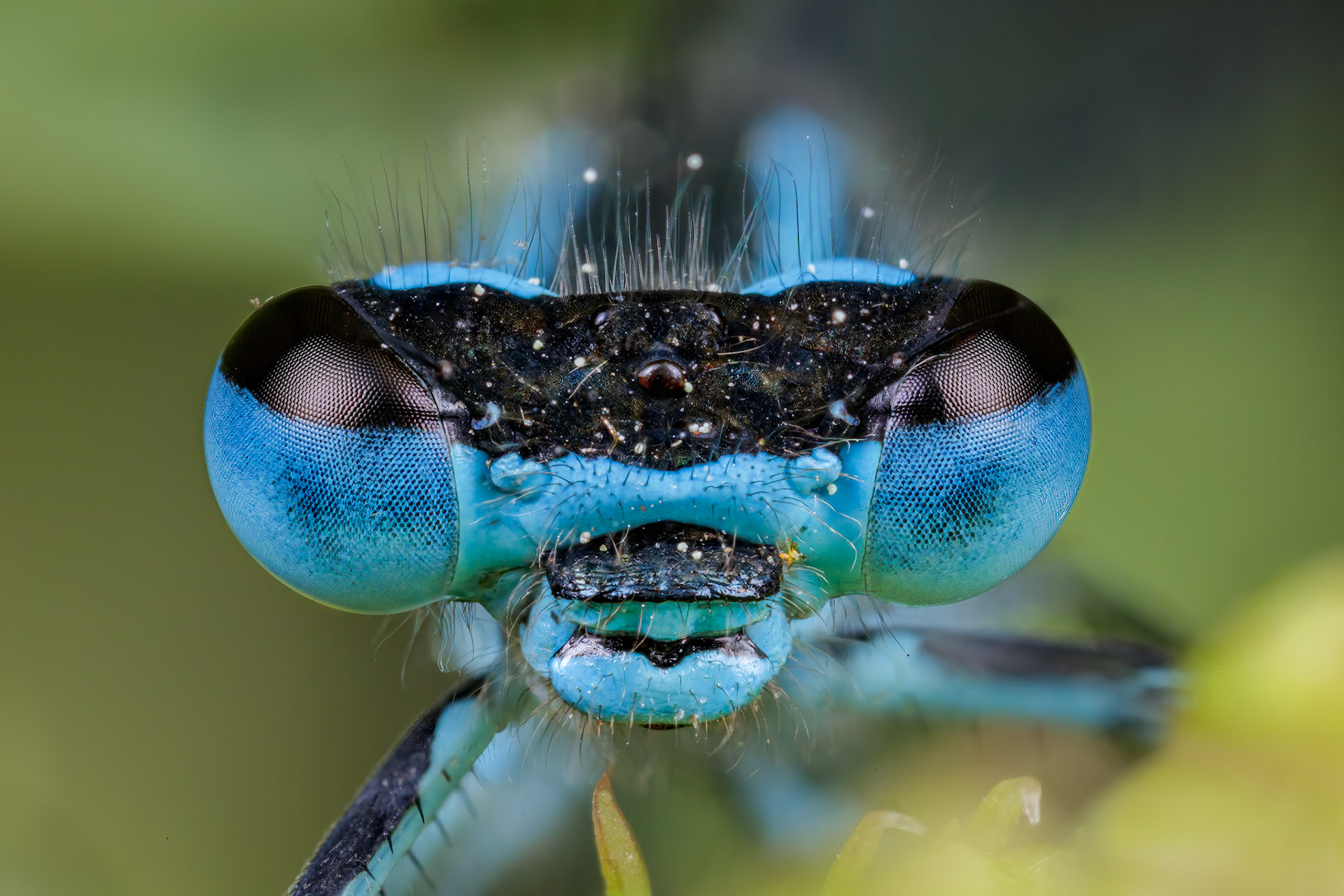 Common Blue Damselfly (Enallagma cyathigerum)