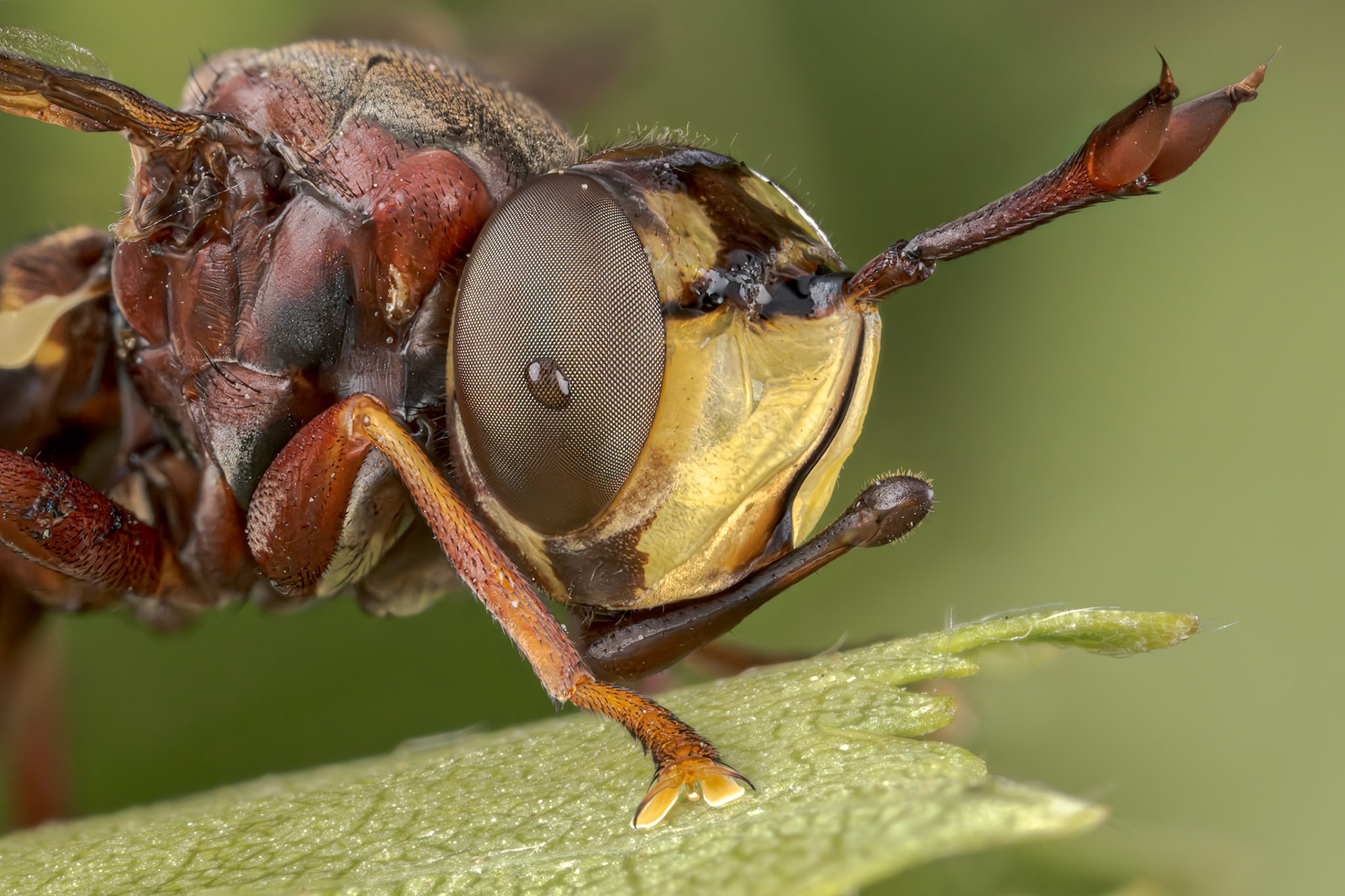 Hornet-mimic Thick-headed Fly (Conops vesicularis)