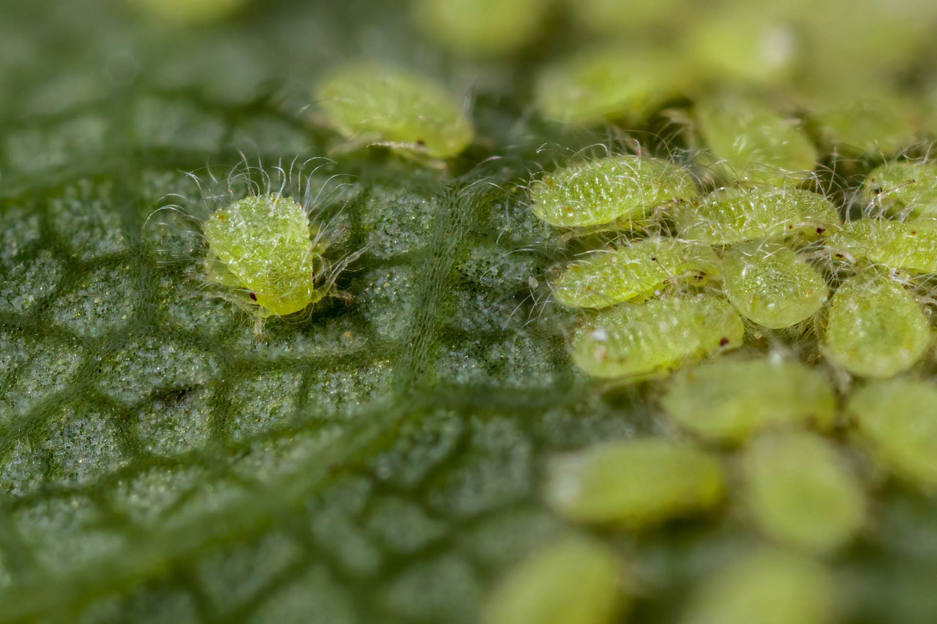 Sycamore Periphyllus Aphid (Periphyllus Acericola)