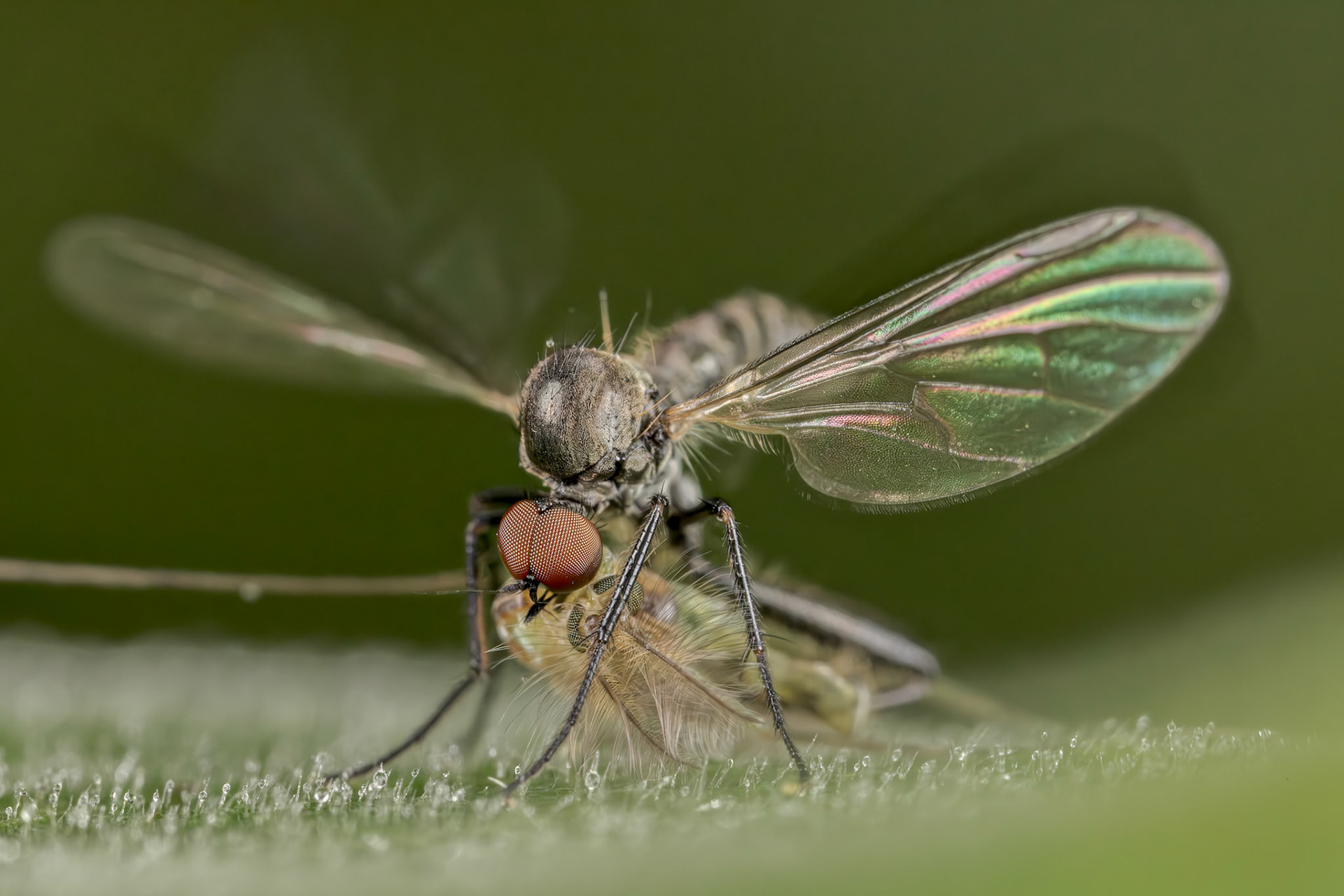 Dagger Fly (Hybos culiciformis)