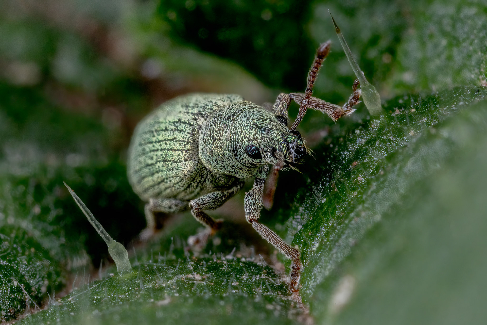 Phyllobius virideaeris