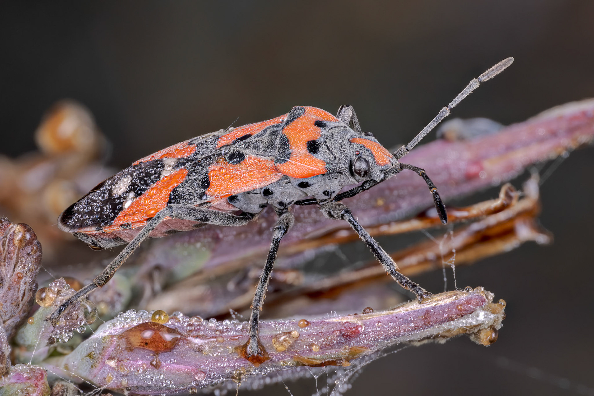Black-and-Red Bug (Lygaeus equestris)