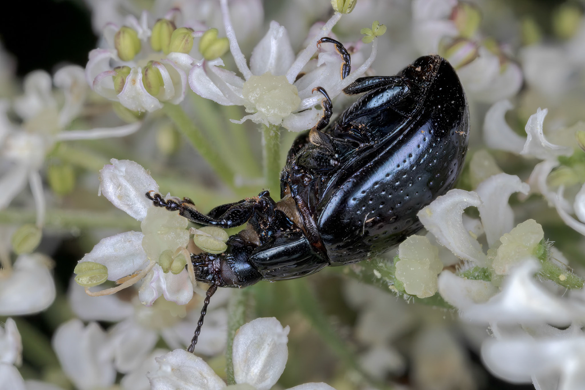 Cow Parsley Leaf Beetle (Chrysolina oricalcia)