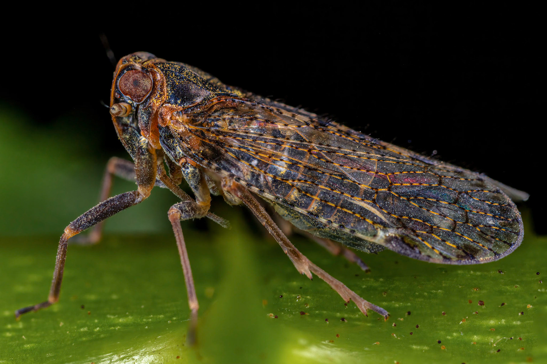 Lacehopper (Cixius nervosus)