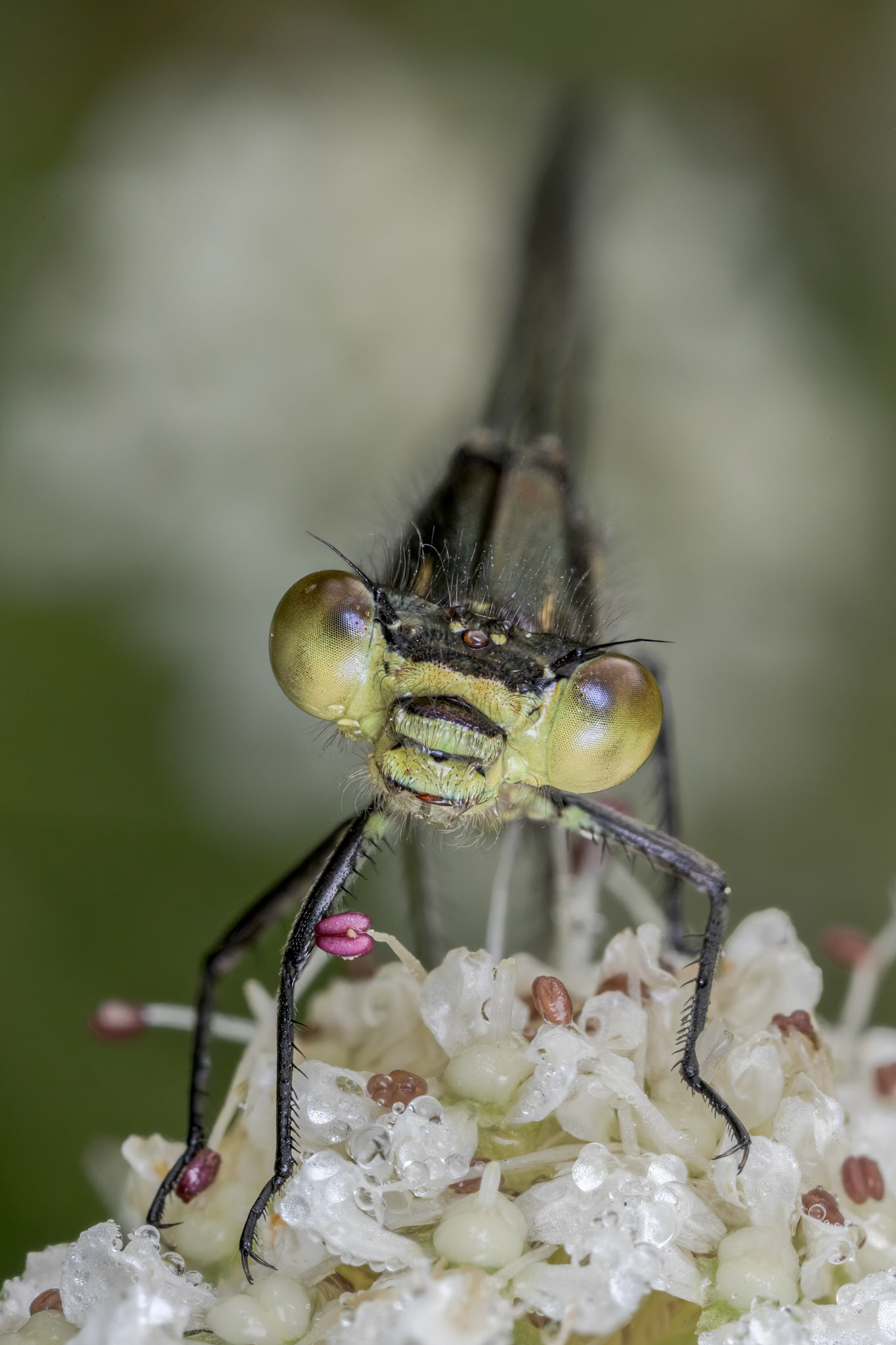 Willow Emerald Damselfly (Chalcolestes viridis)