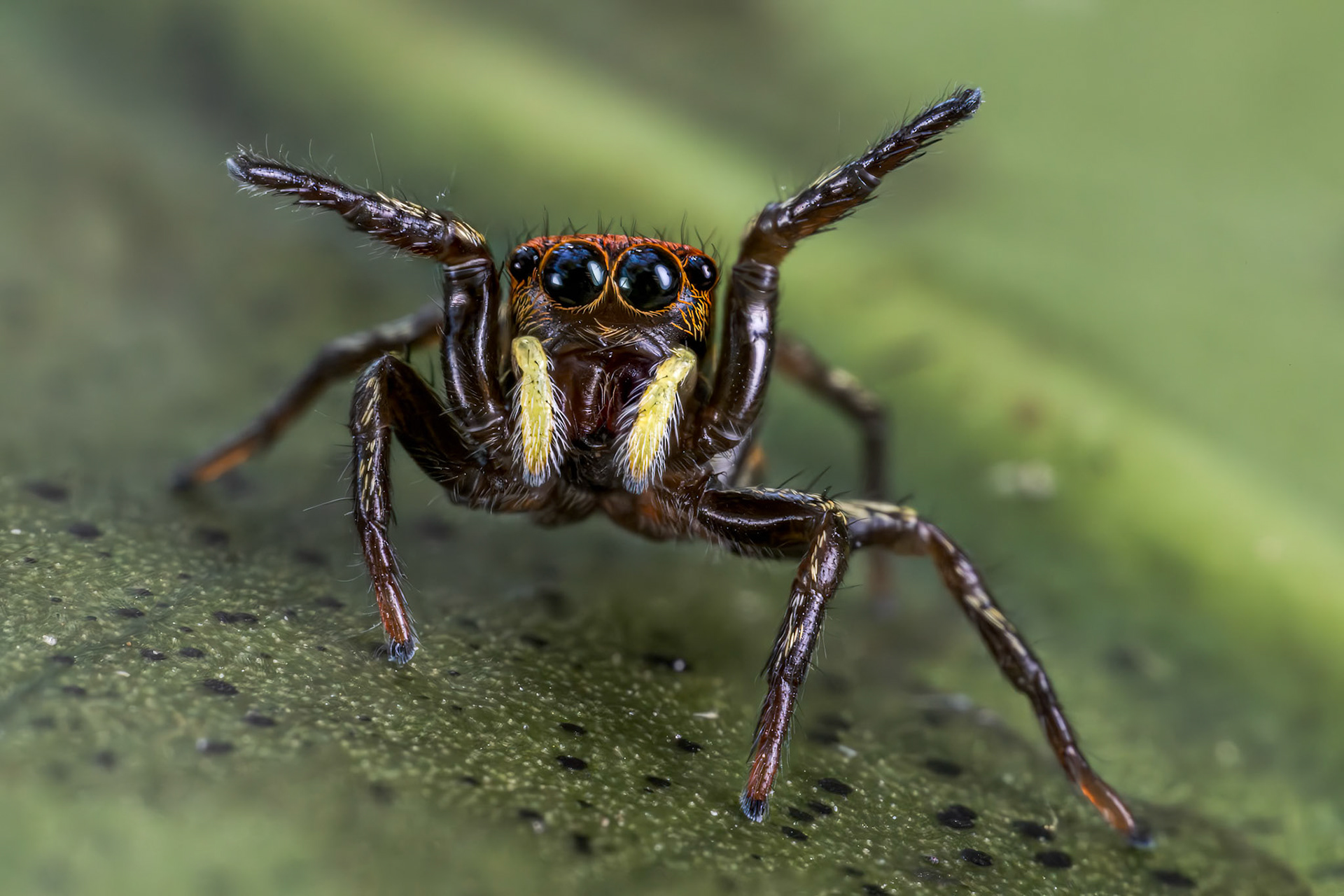 Jumping Spider (Salticidae)