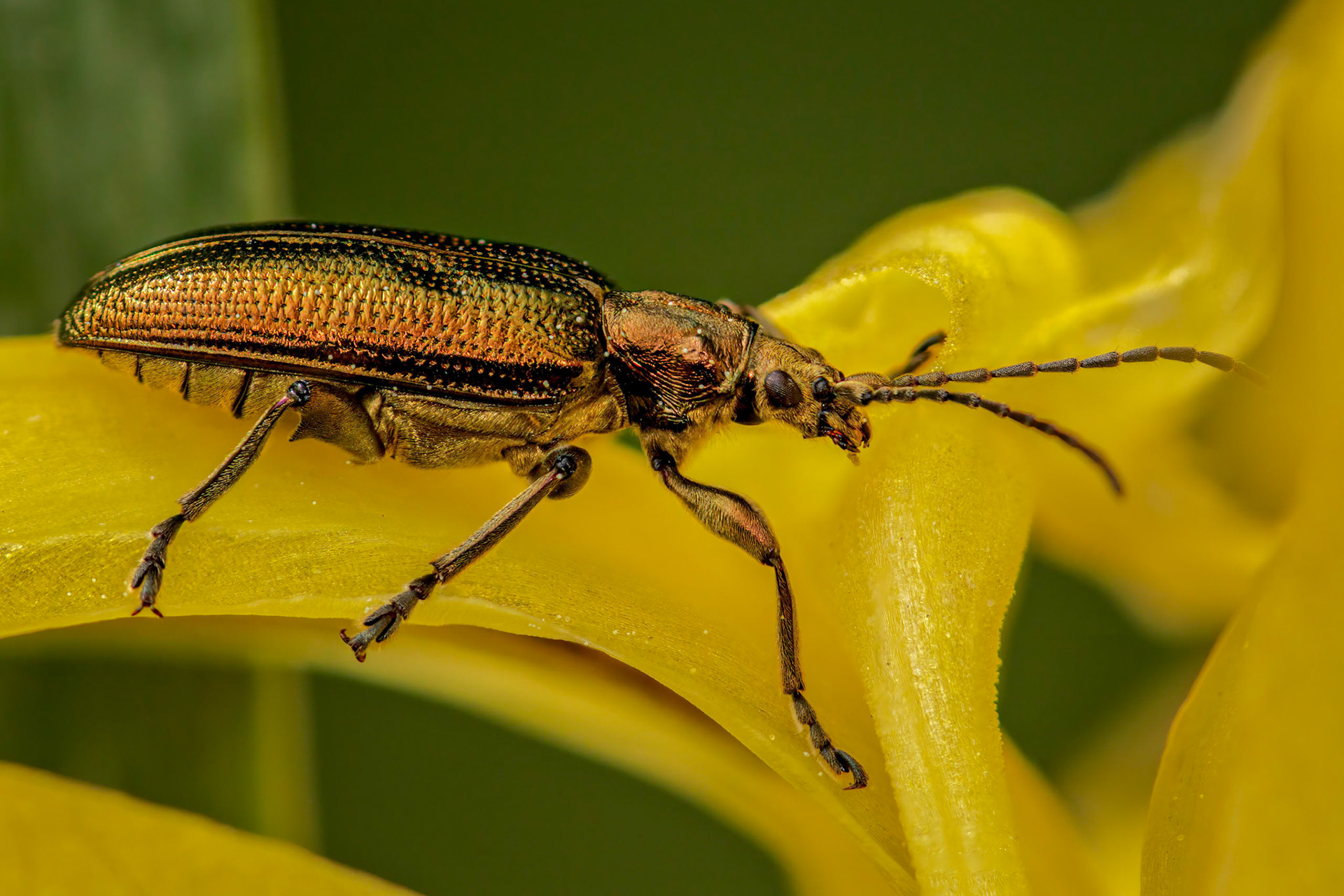 Reed Beetle (Donacia)