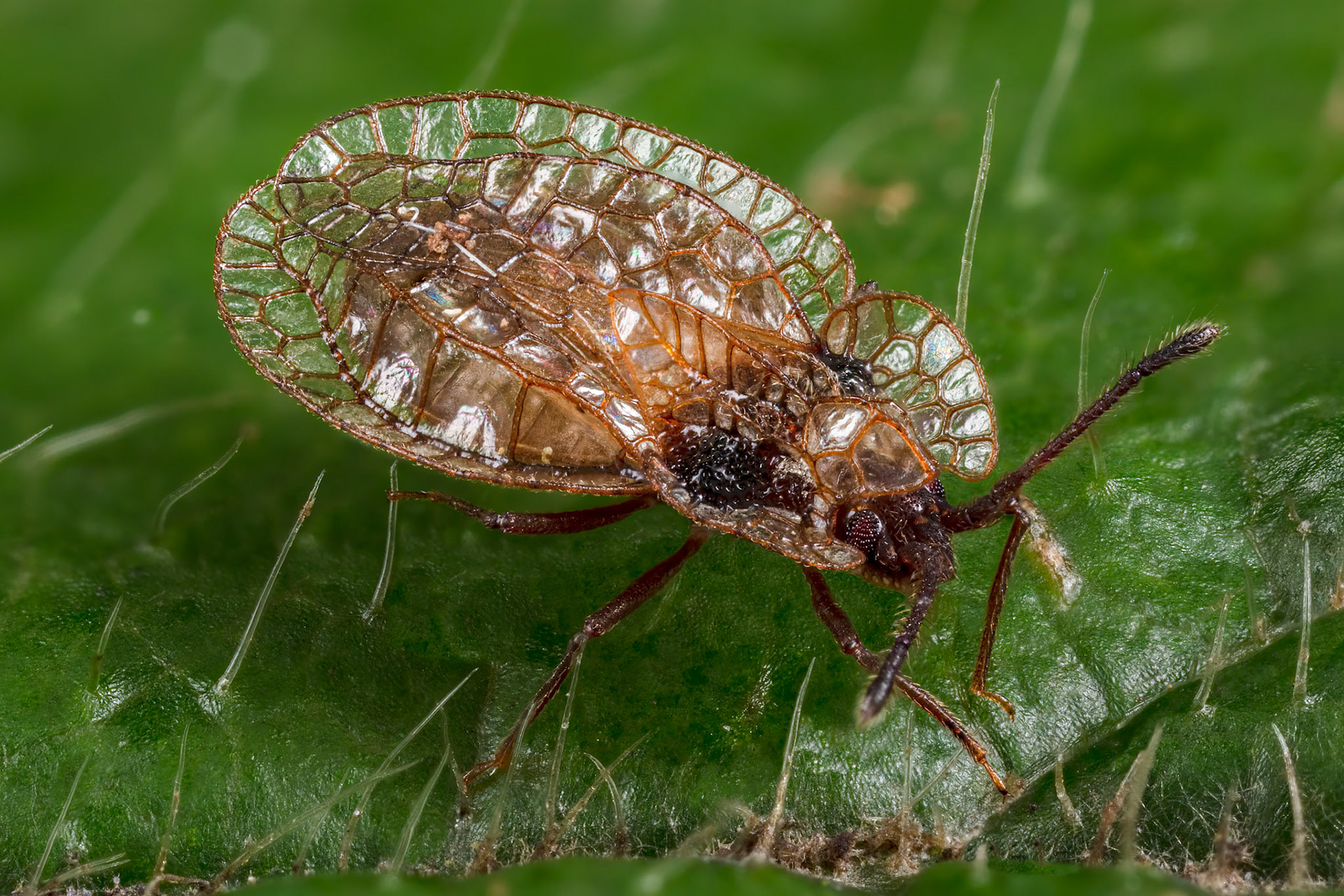Lacebug (Derephysia foliacea)