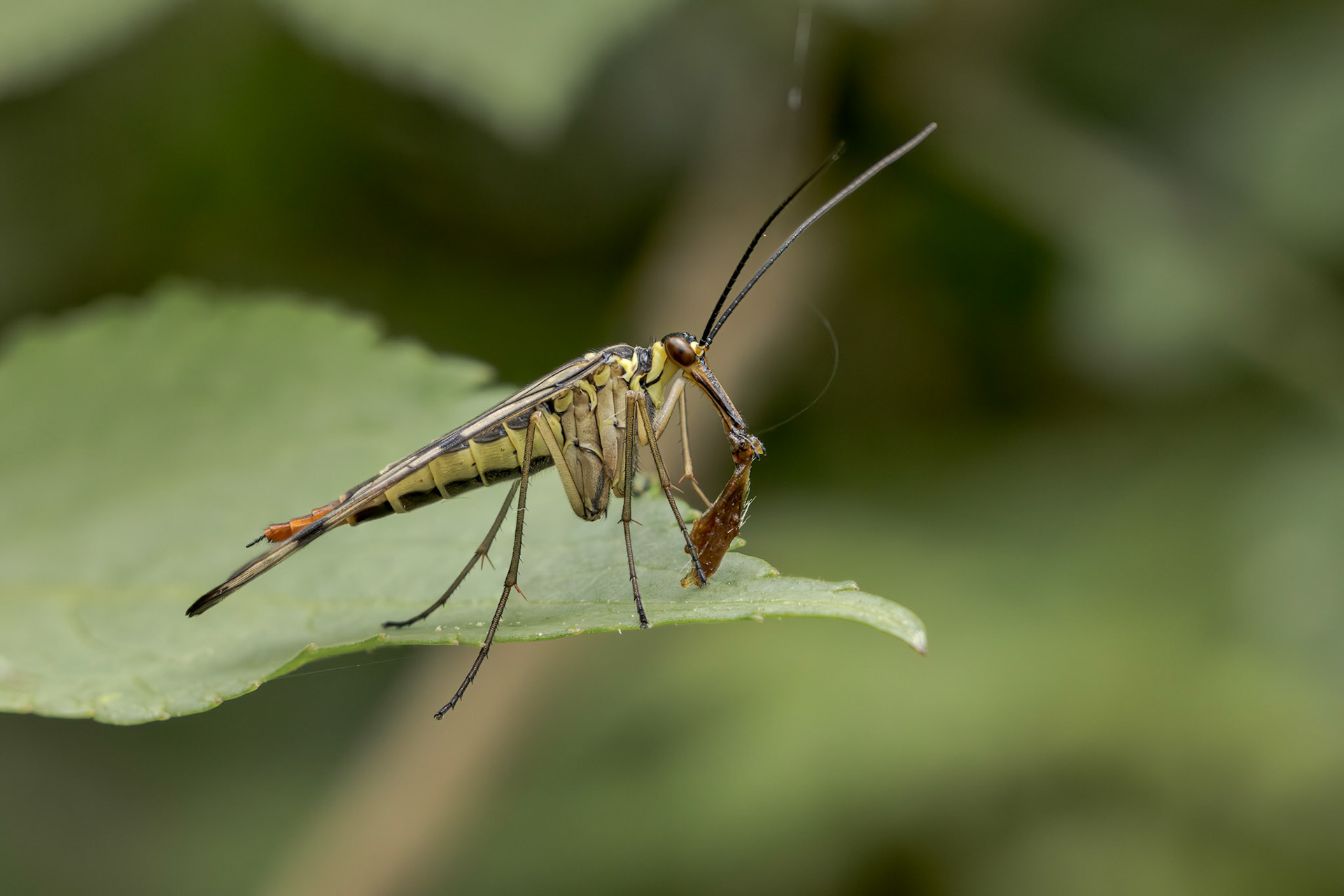 Scorpion Fly (Panorpa communis)
