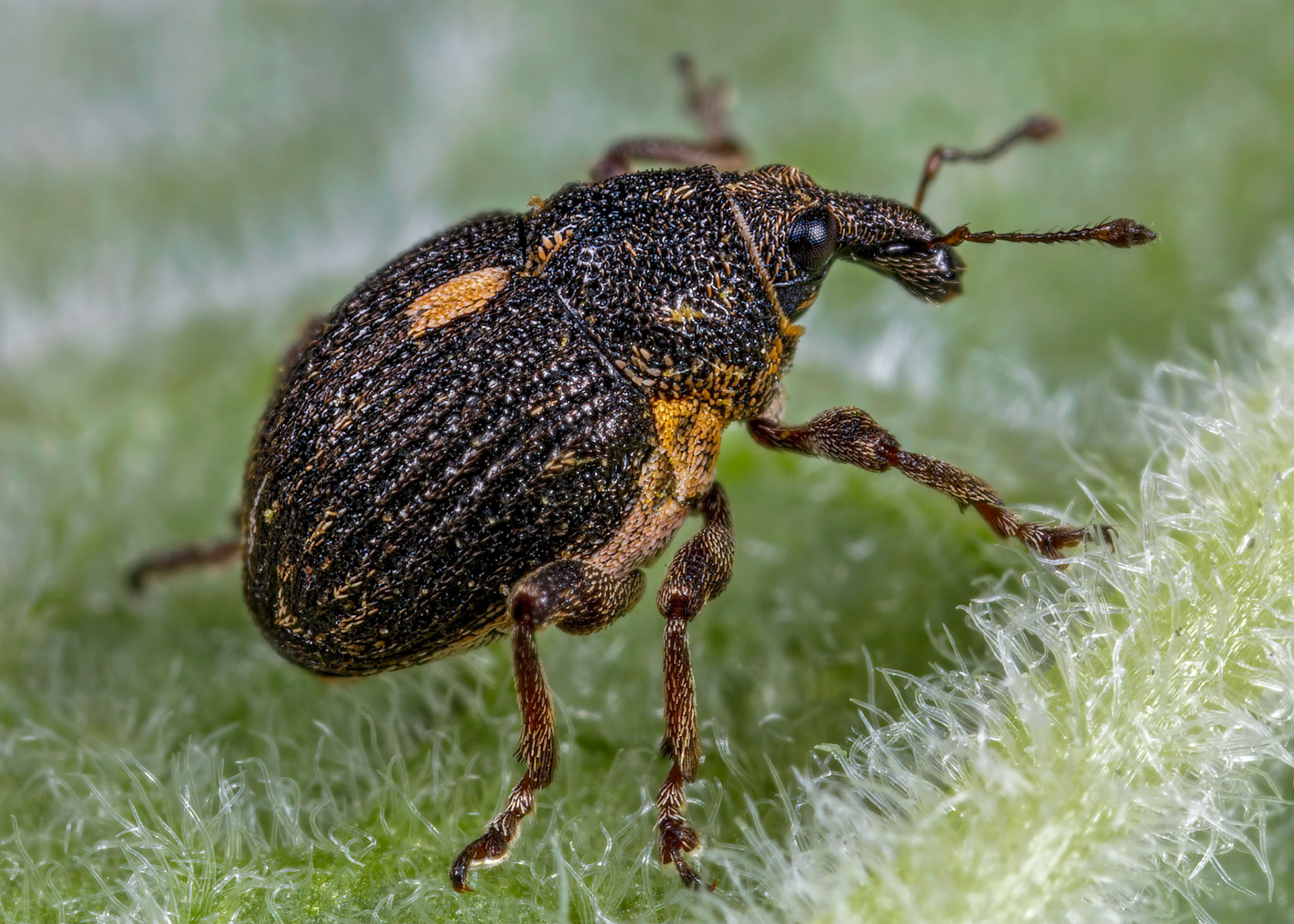 Rhinoncus pericarpius