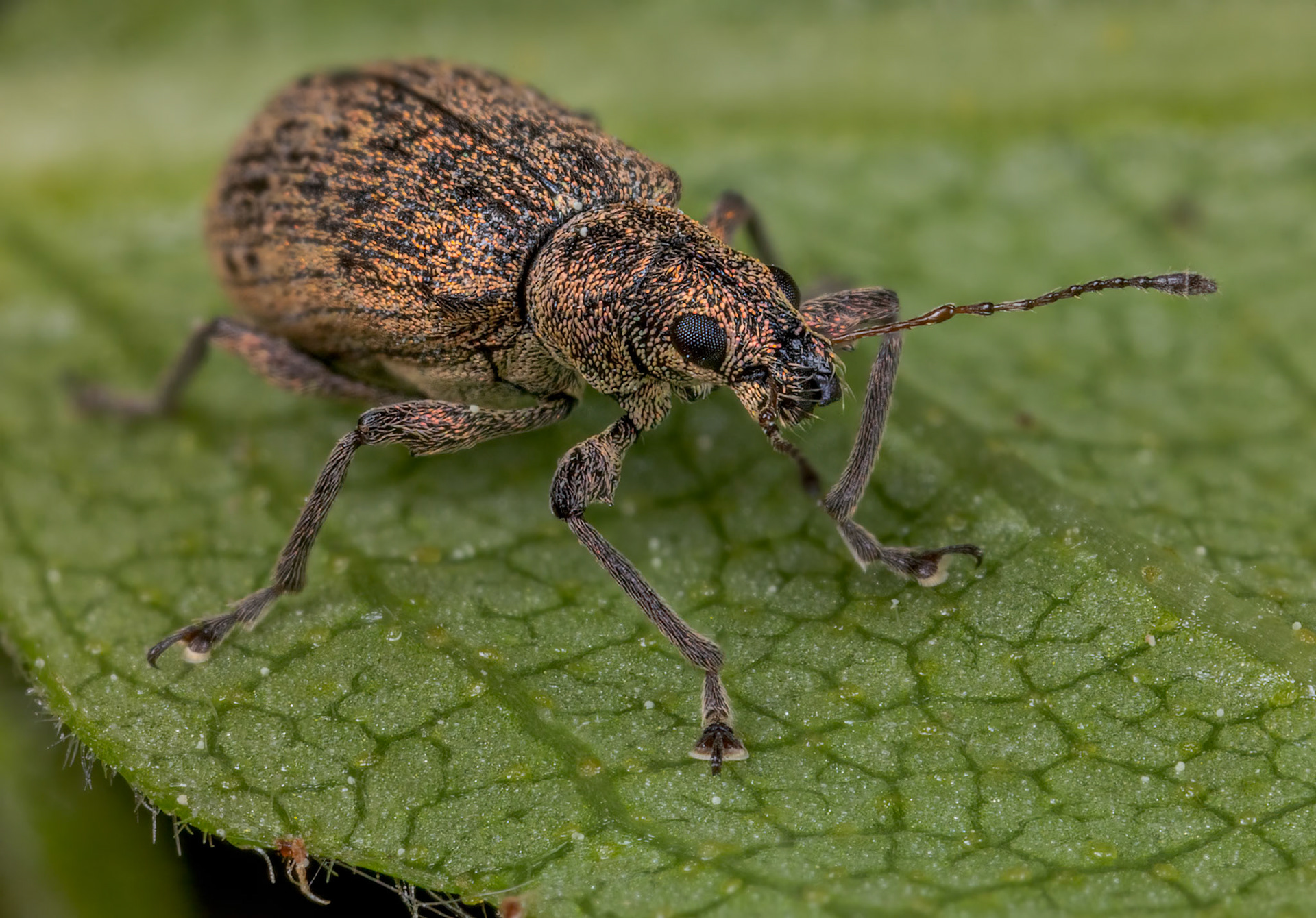 Broad-nosed Weevil (Polydrusus cervinus)