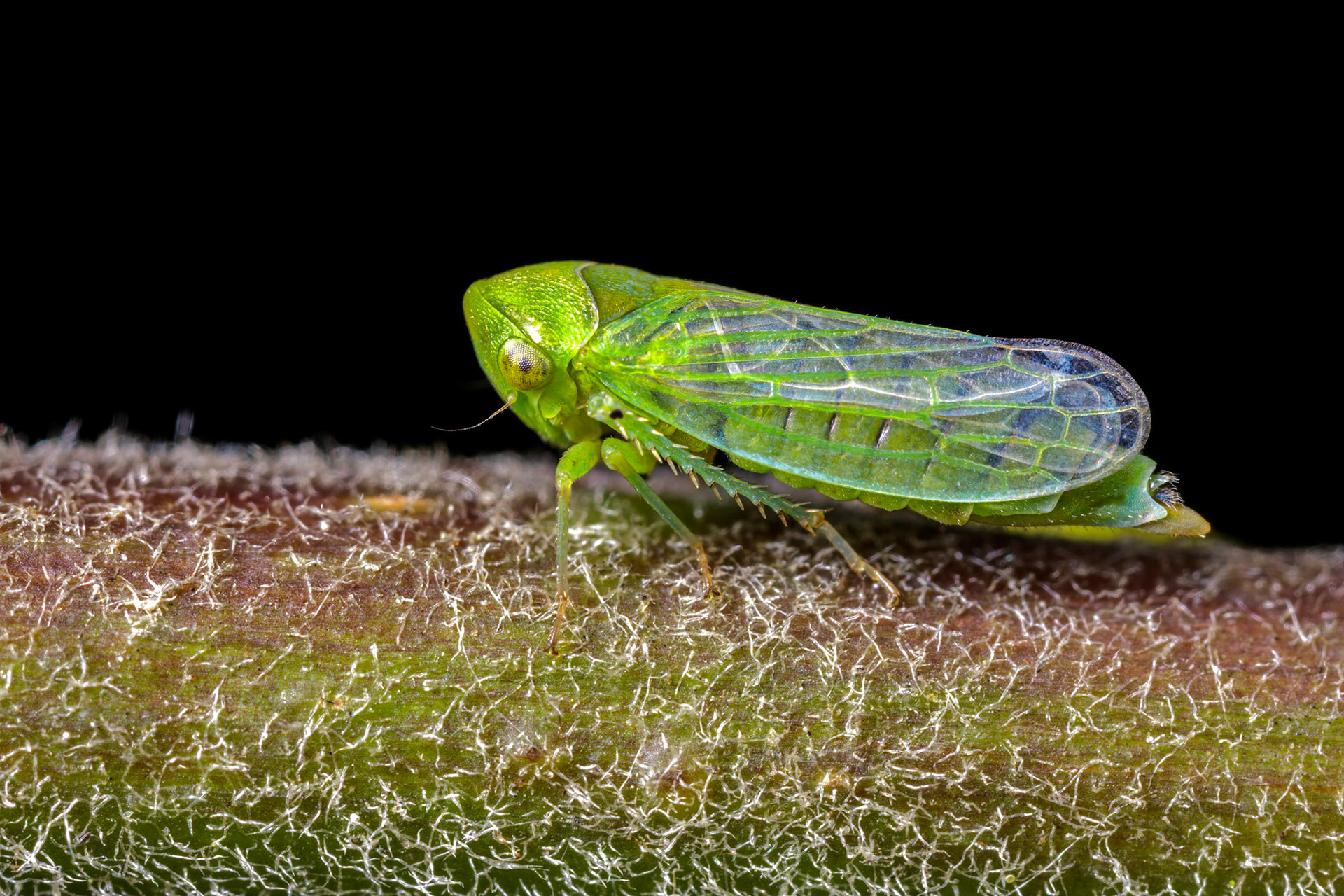 Unknown Leafhopper (Cicadellidae)