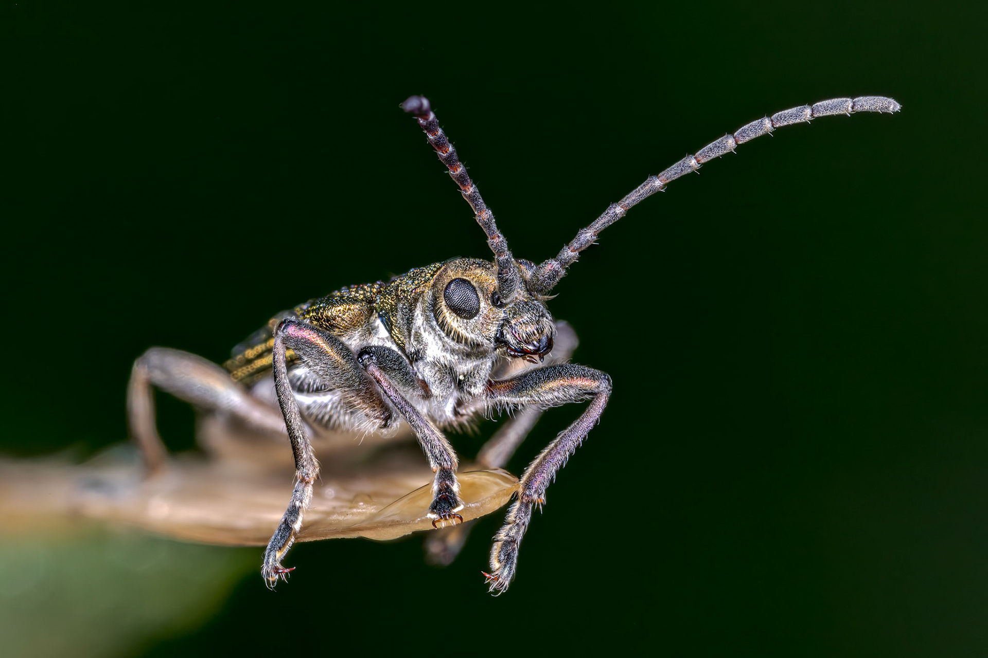 Leaf Beetle (Donacia vulgaris)