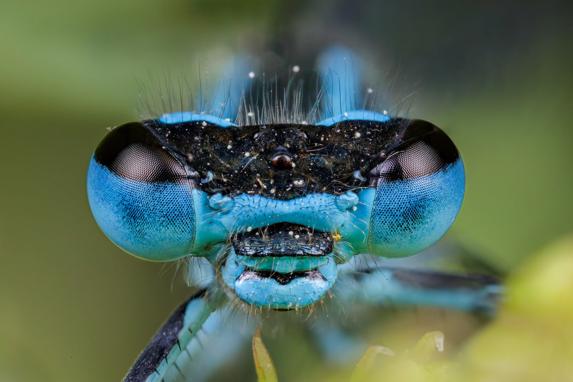 Common Blue Damselfly (Enallagma cyathigerum)