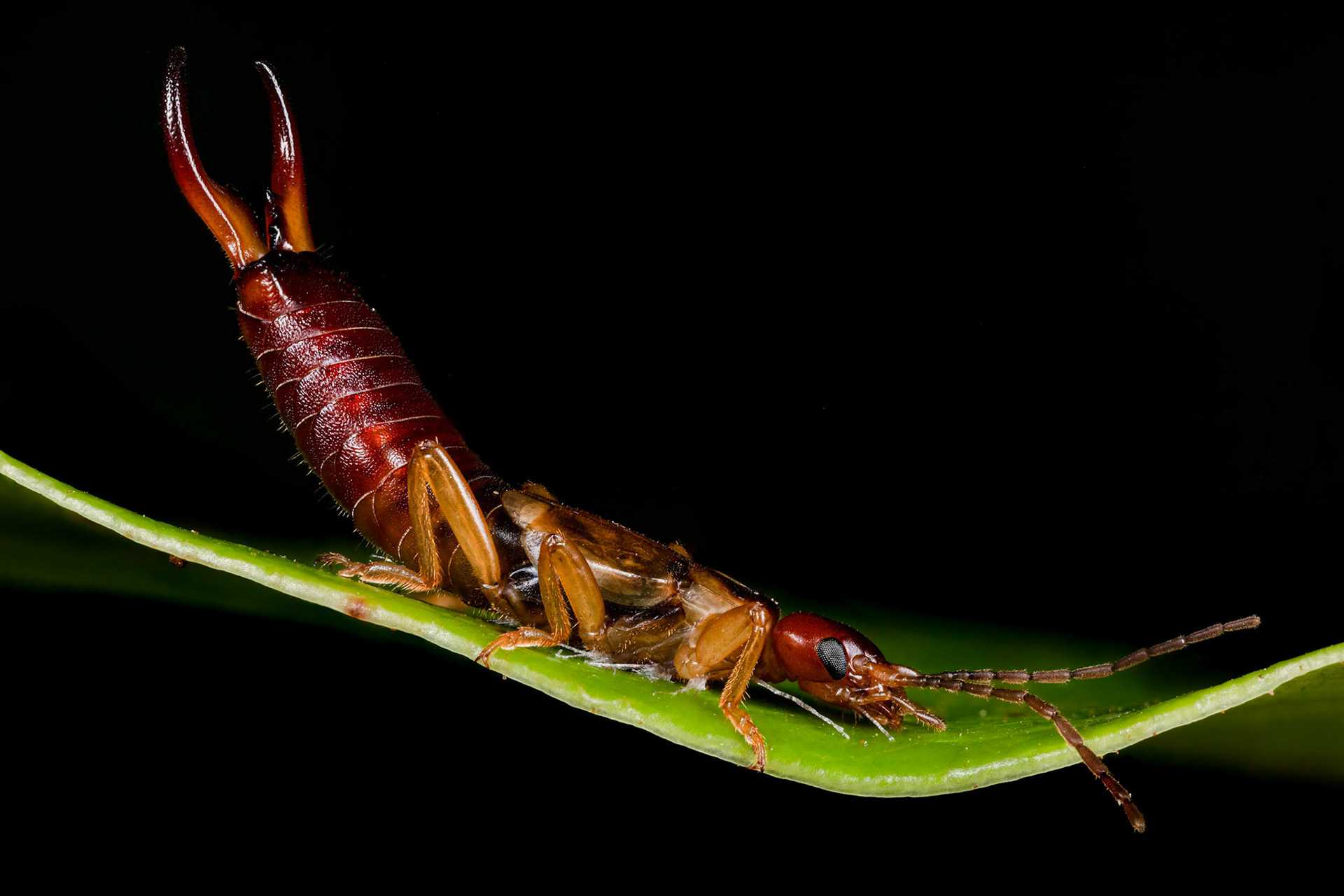 Common Earwig (Male) (Forficula auricularia)