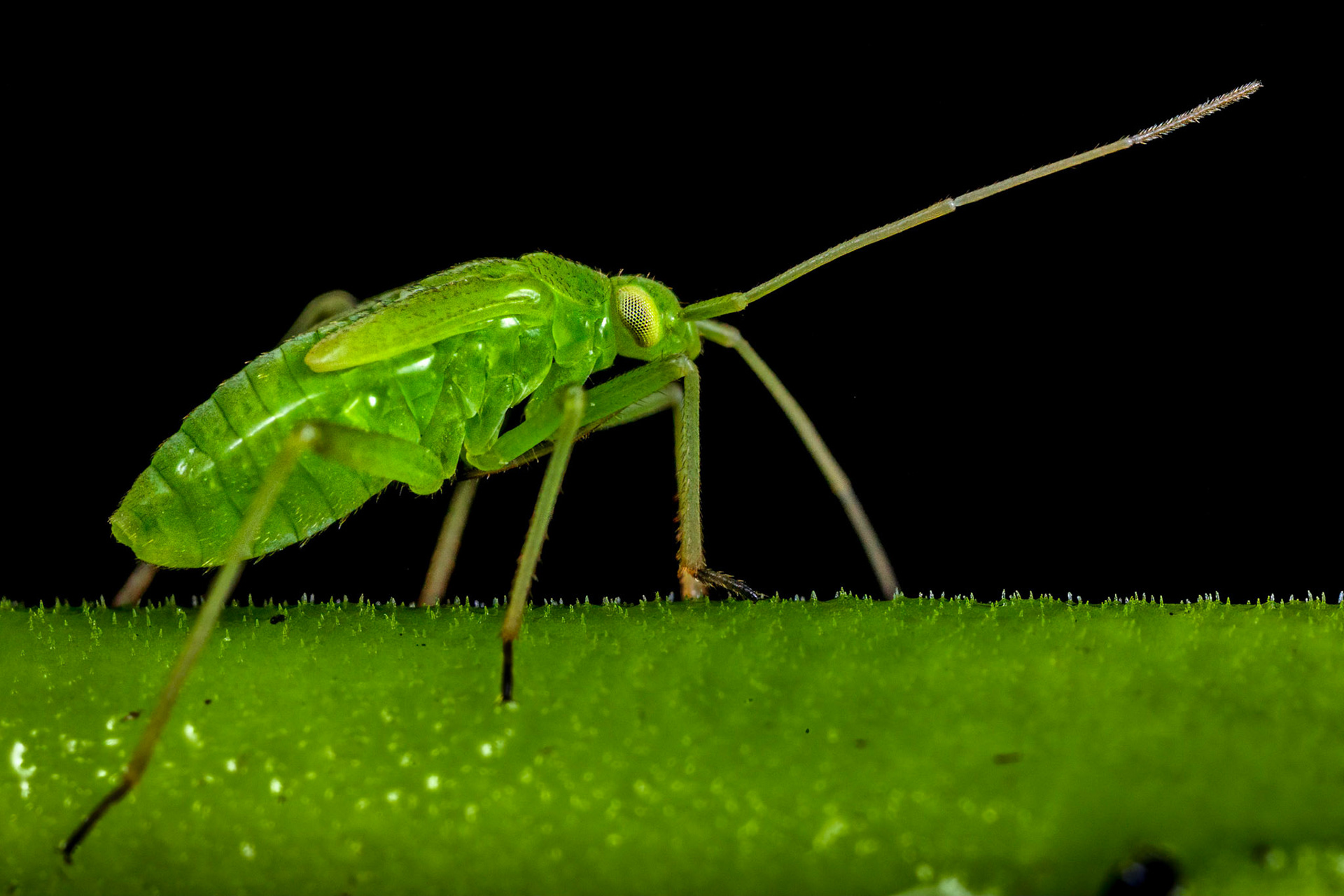 Common Green Capsid Nymph (Lygocoris pabulinus)